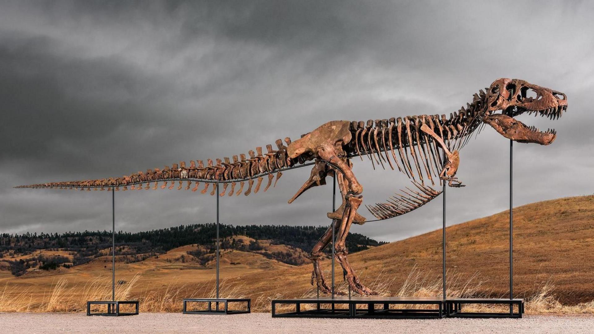 An T. rex skeleton with some rib bones missing stands on a pedestal held up by five metal bars. In the background is rolling brown hills and forest. The sky has thick grey clouds.