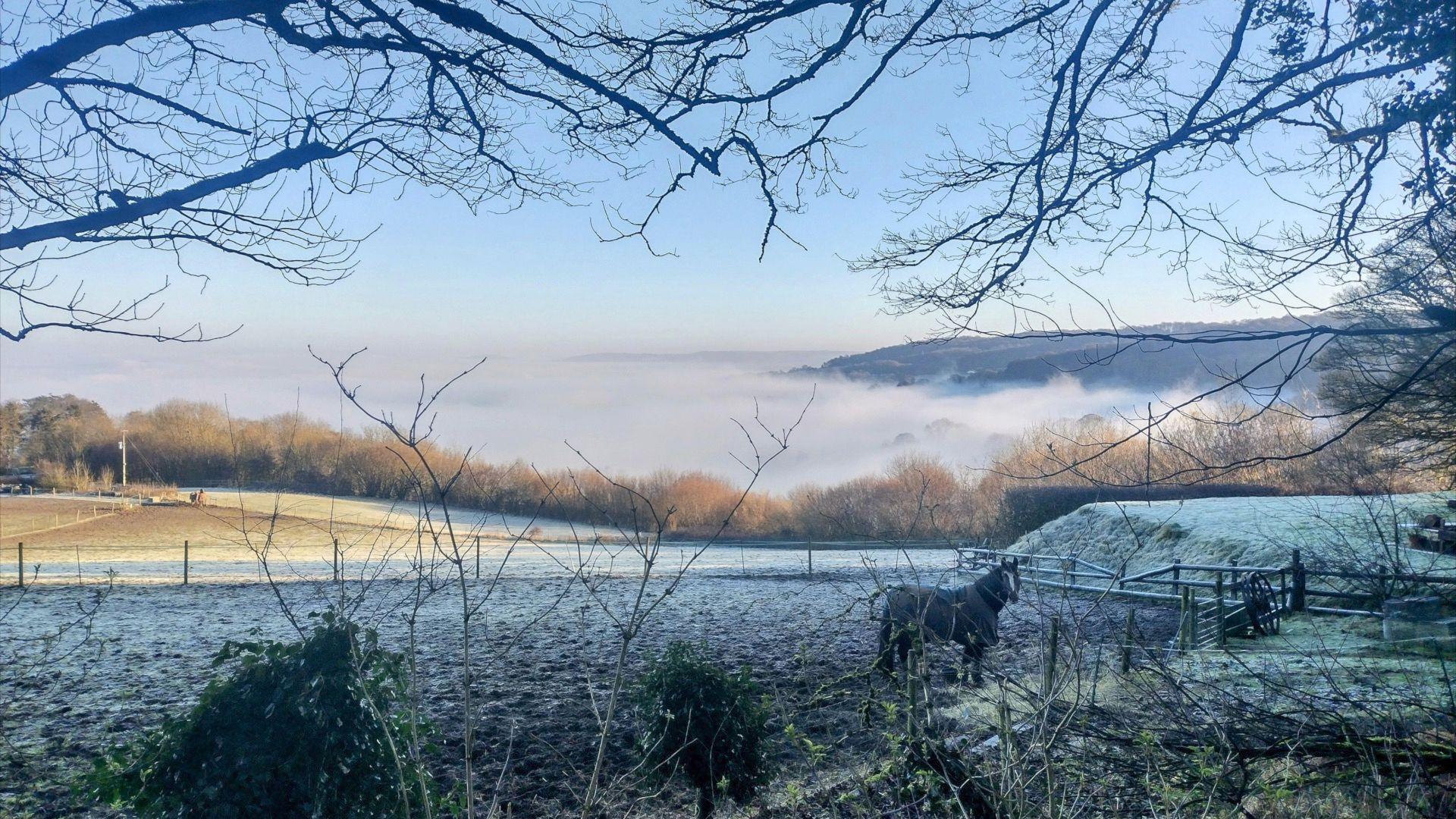 A horse in the forefront of the photo and the fog rolling over the hills in the background with twigs and bushes amongst it. 