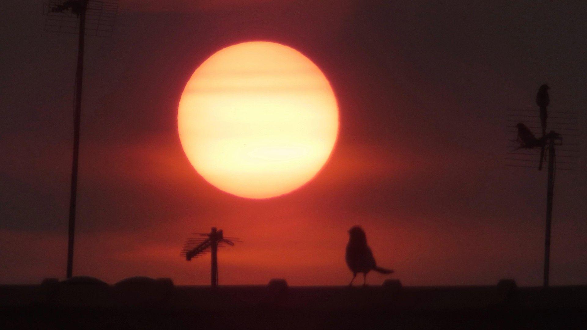 Orange-yellow coloured sun with silouttes of birds and tv aerials in foreground