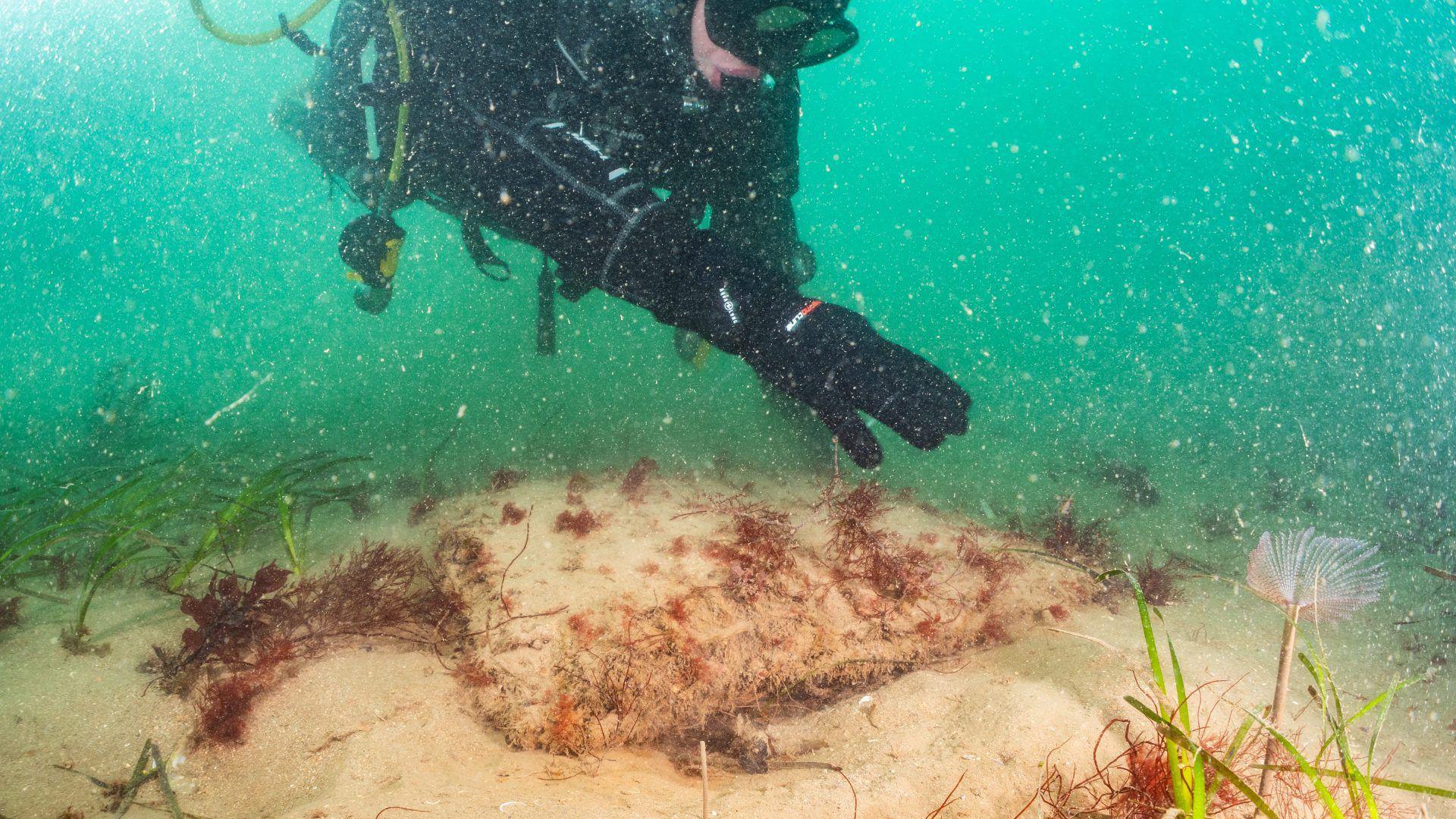 A diver underwater at the seabed, reaching out to touch seagrass.