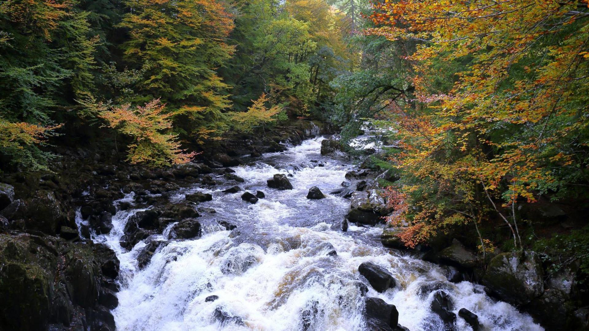 The River Braan at The Hermitage. The water flows over rocks in an area of thick woods.