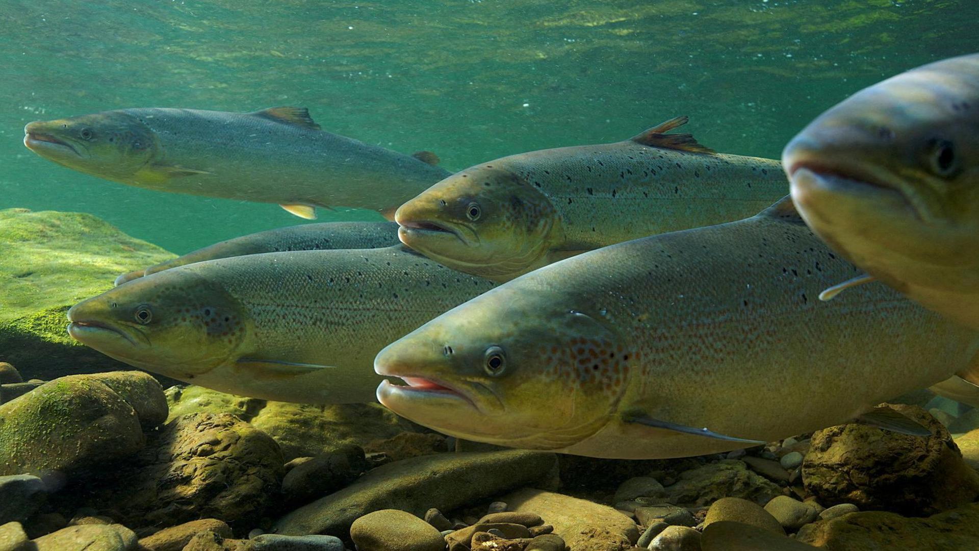 Atlantic salmon (Salmo salar) swim for an upstream spawning migration, in Quebec, Canada