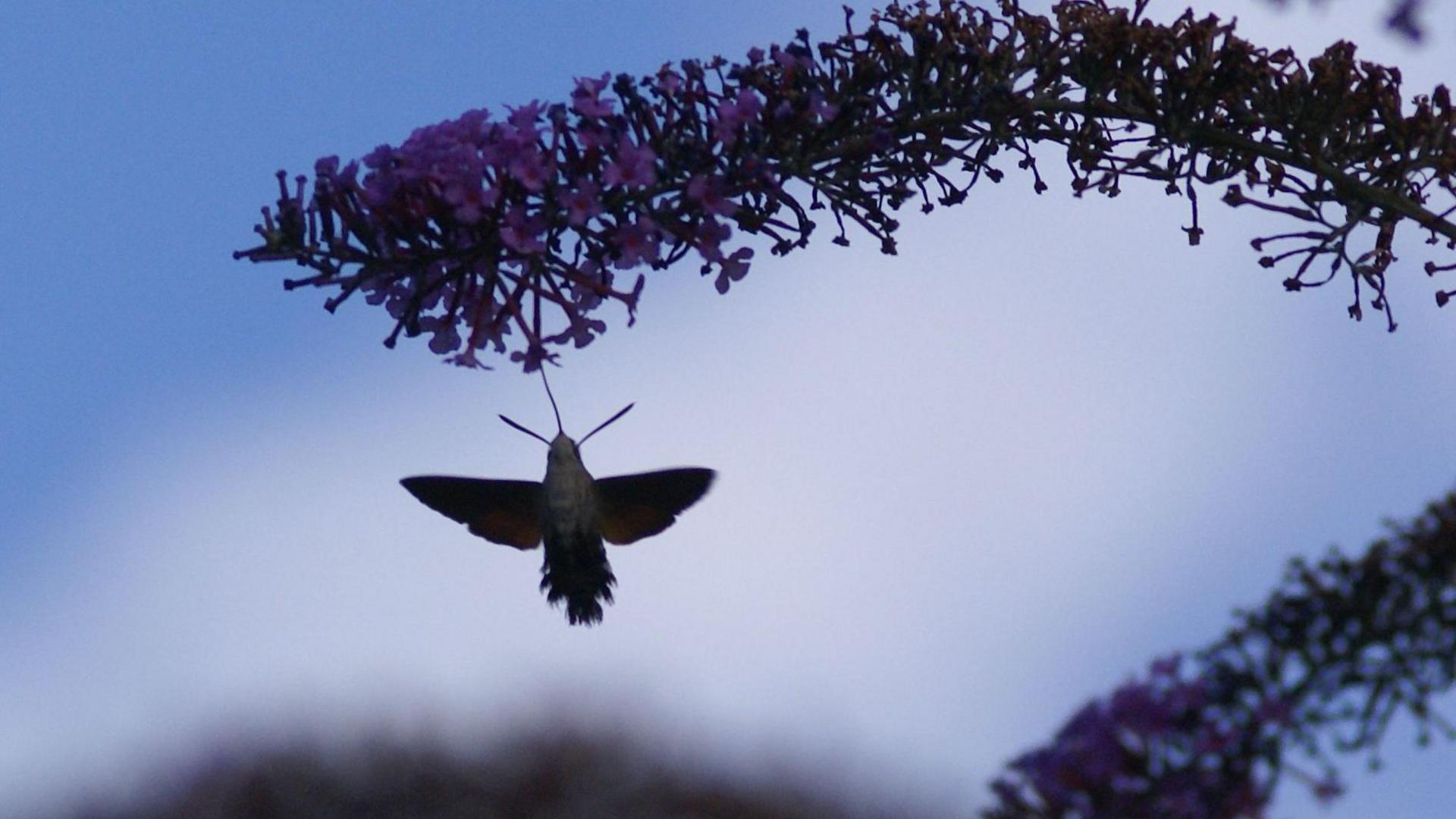 Hawkmoth