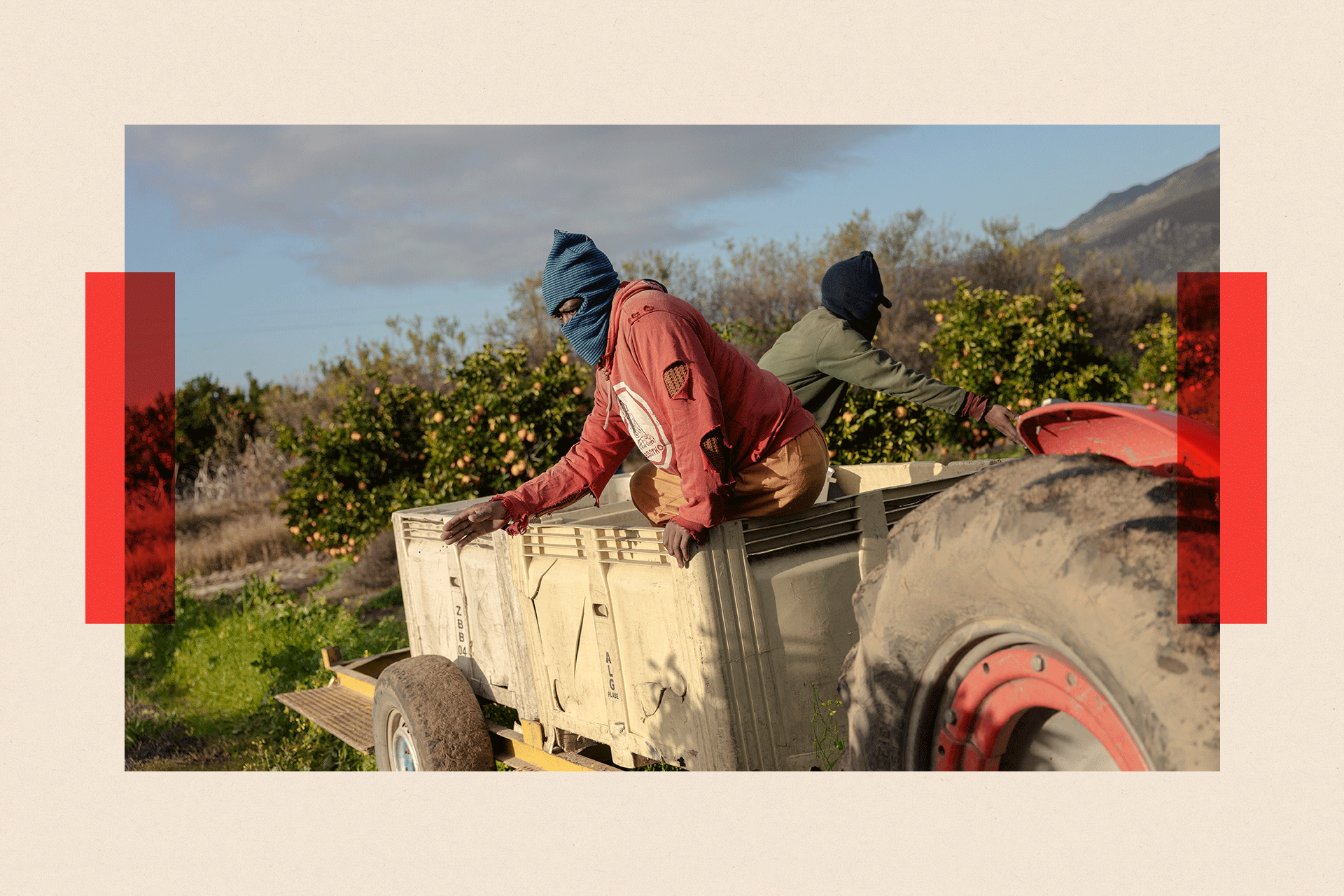 Farm workers spread plant food on the orange trees in the ALG Estates Citrus farm in Citrusdal, South Africa