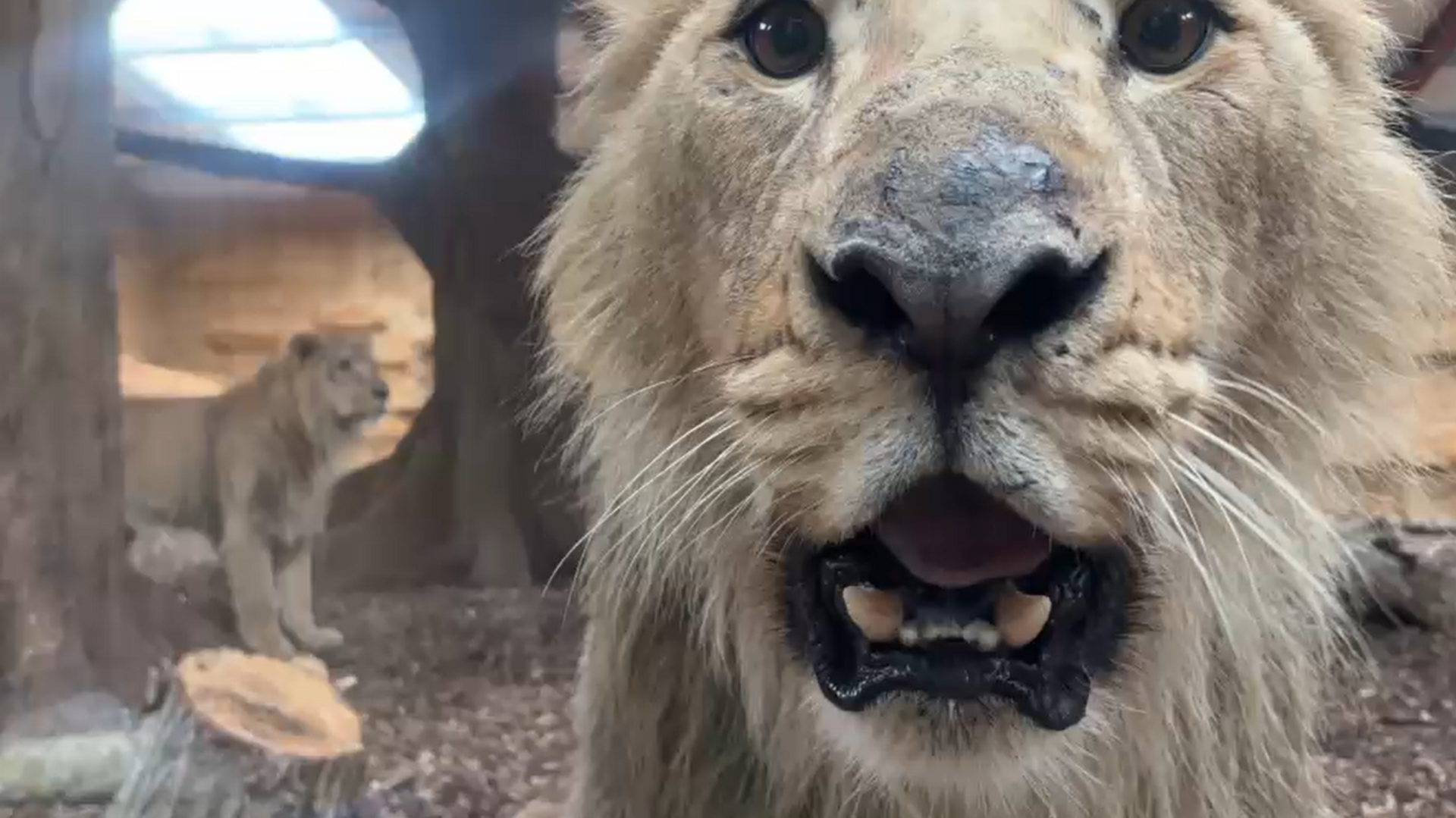 Wildlife park welcomes three male Asiatic lions
