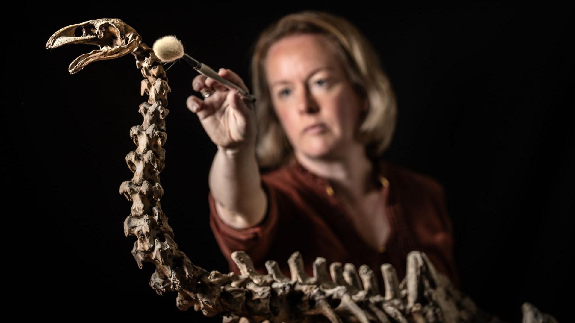 The skeleton of a large bird showing a close-up of its head and neck. Stood behind the bird is a woman with blonde hair who is wearing a brown shirt. She has a small brush in her hand and is reaching up to clean the bird's head. 