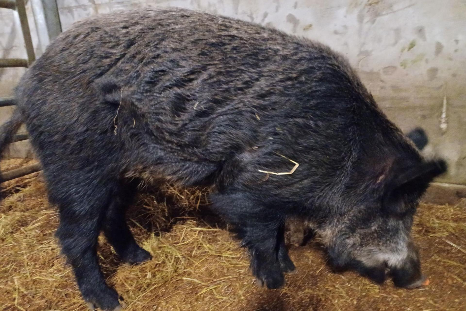 The boar is in a pen with straw on the floor. The animal is standing side on to the camera.