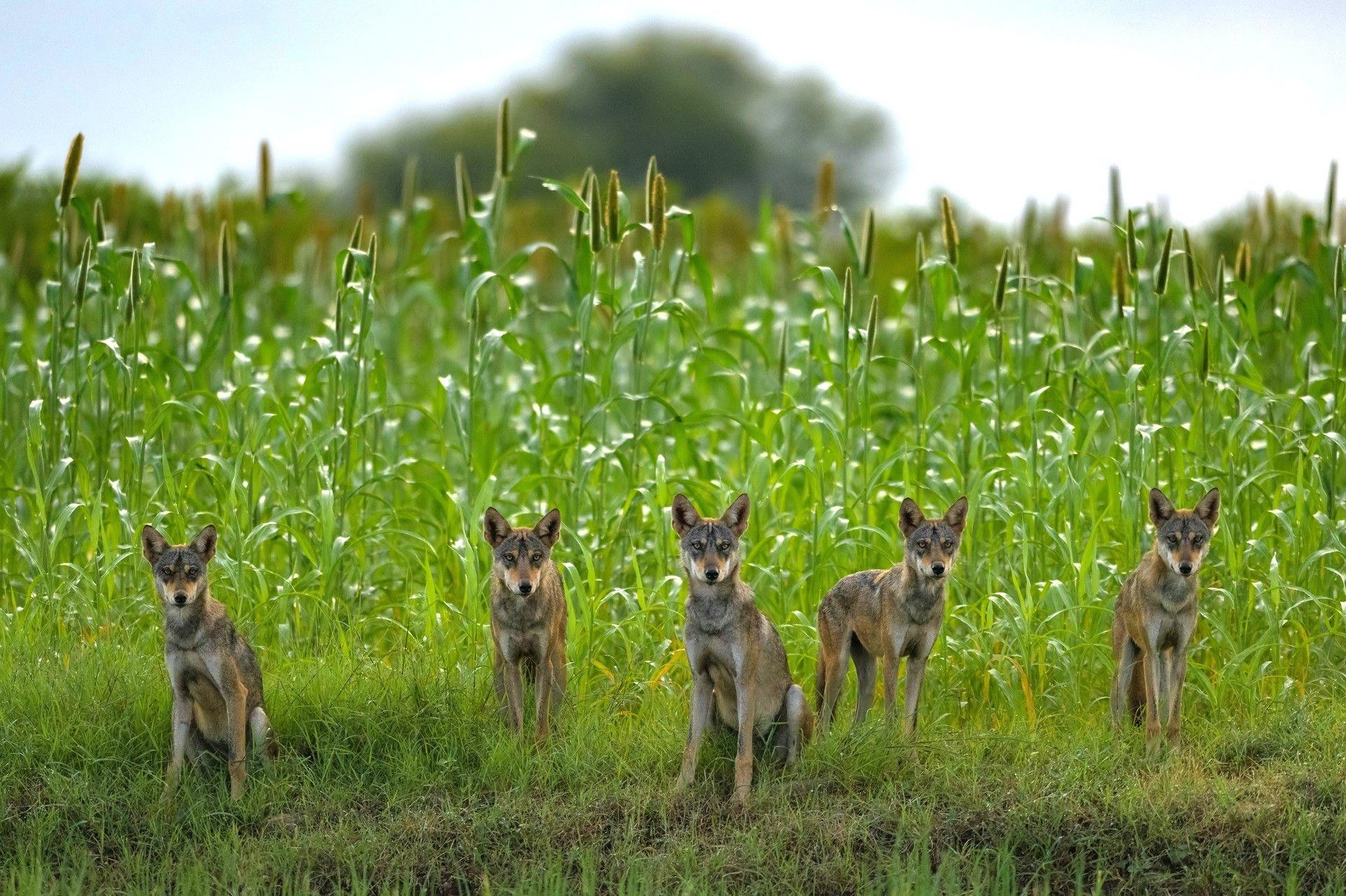 An Indian wolf pack pause briefly as they play in fields