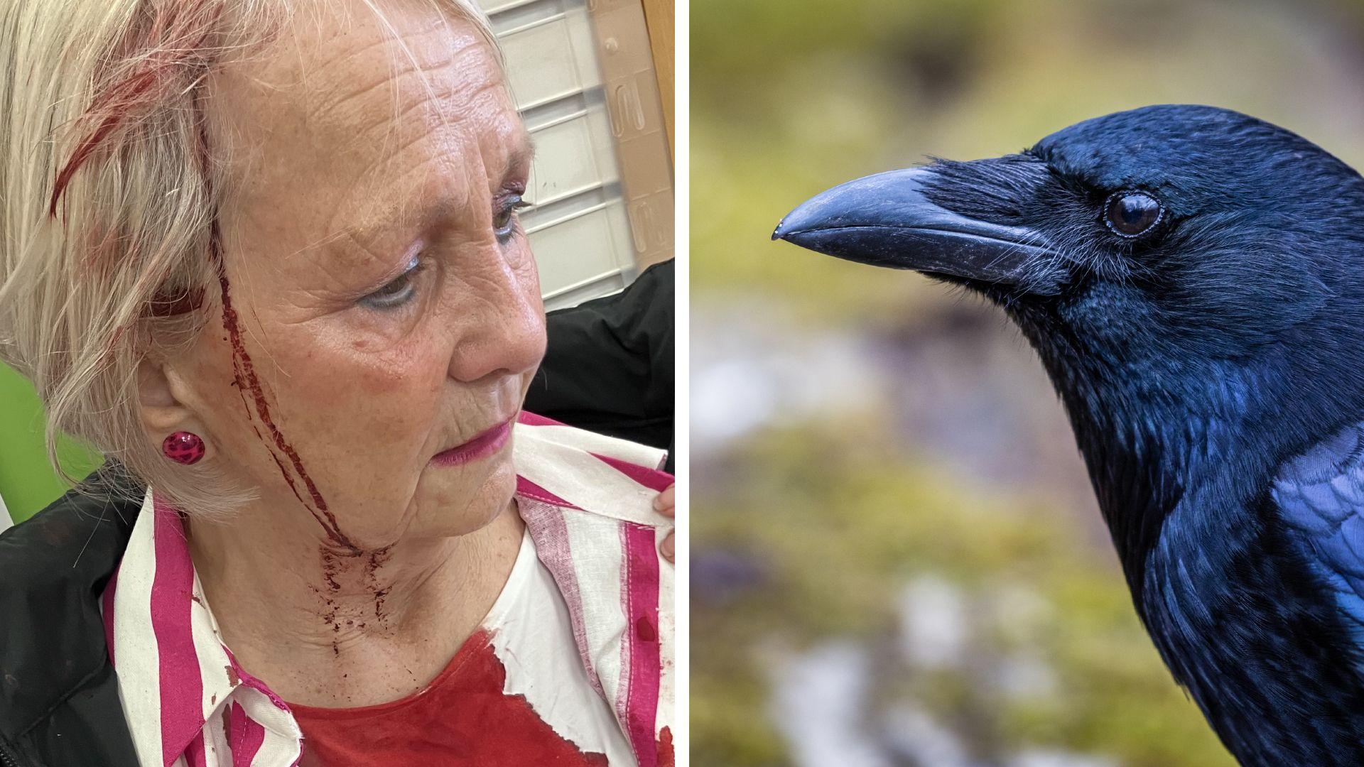 A woman bleeding from her head and a stock image of a Carrion crow