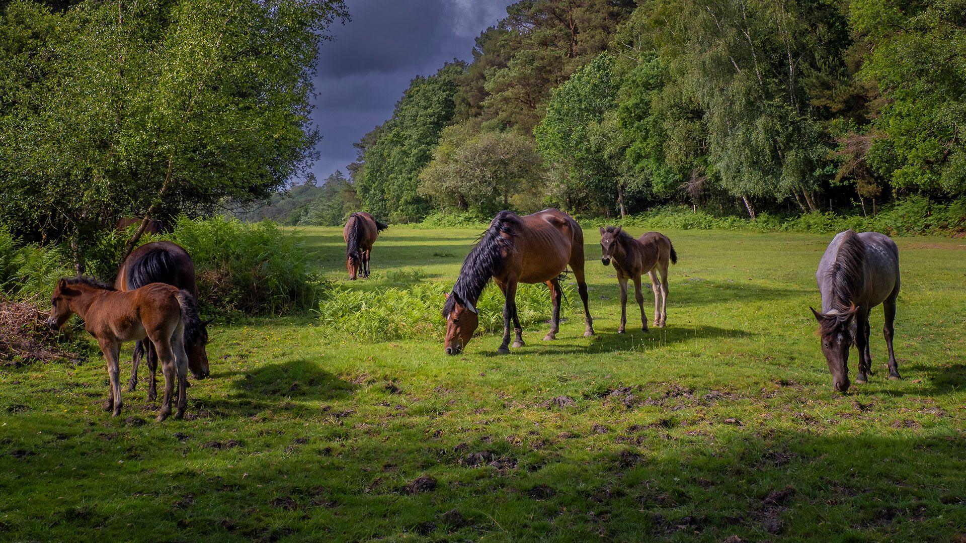 Six brown ponies graze in a green field surrounded by trees. The clouds above are dark grey as if its about to rain but sunshine glows on the ponies from the left.