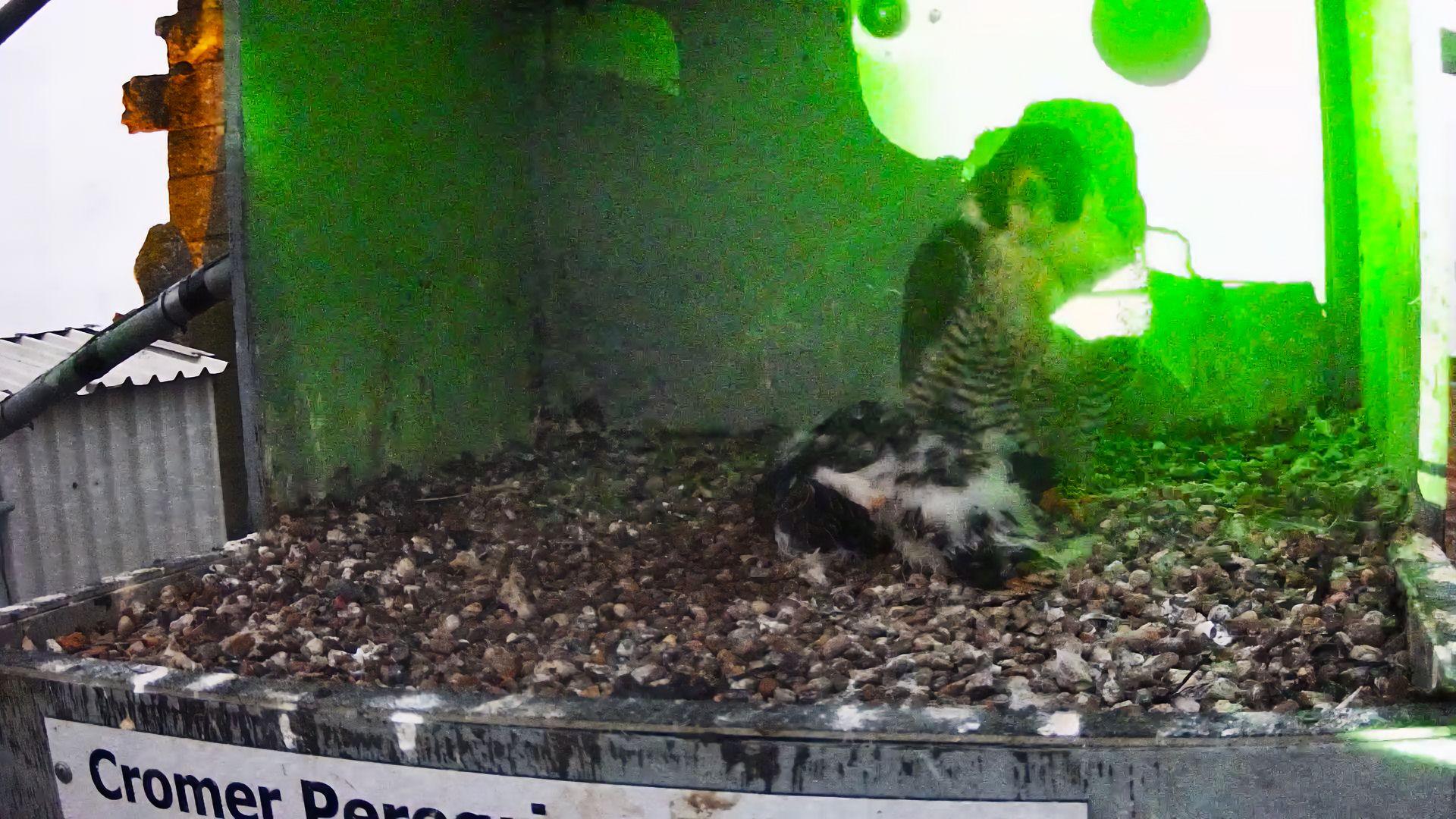 Laser on peregrine falcon nest