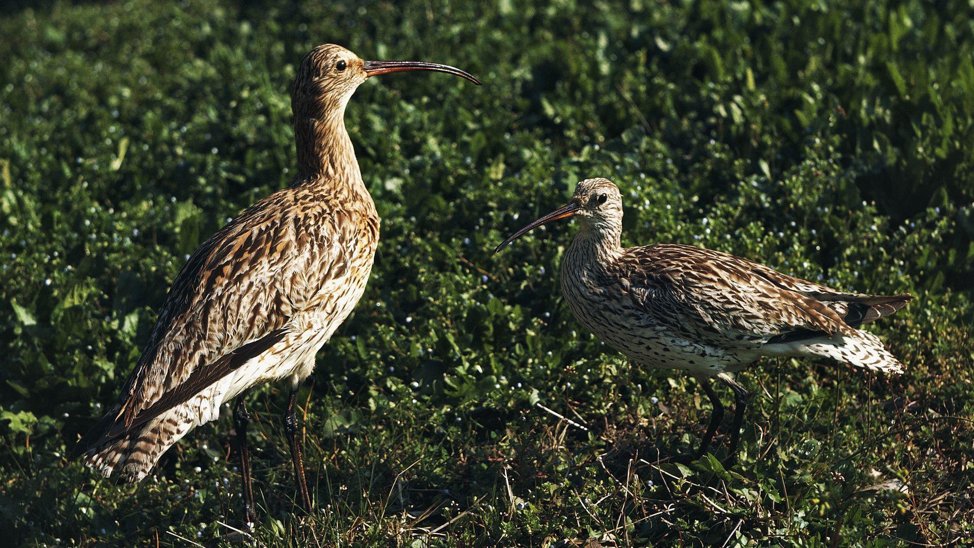 Eurasian Curlew (Numenius arquata) and Slender-billed Curlew (Numenius tenuirostris), Scolopacidae