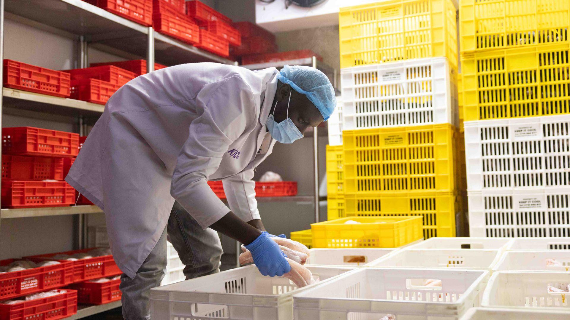 A worker in a white coat, rubber gloves, mask and hairnet going through crates of fish