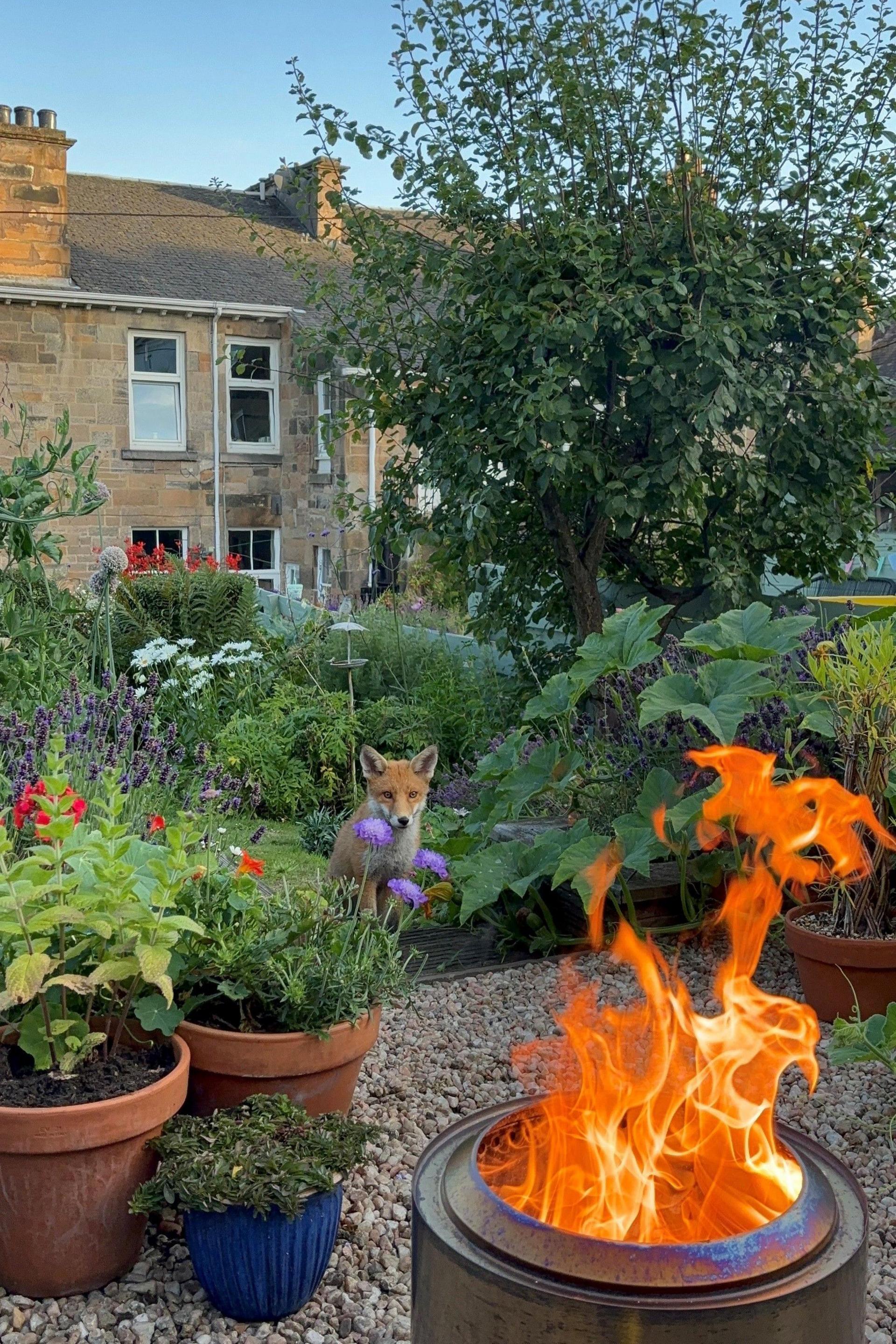 Fox looking at flames in garden