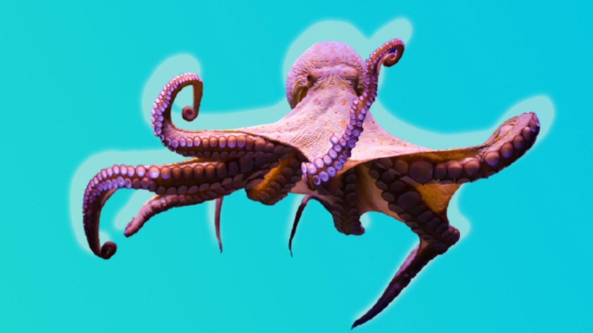 octopus