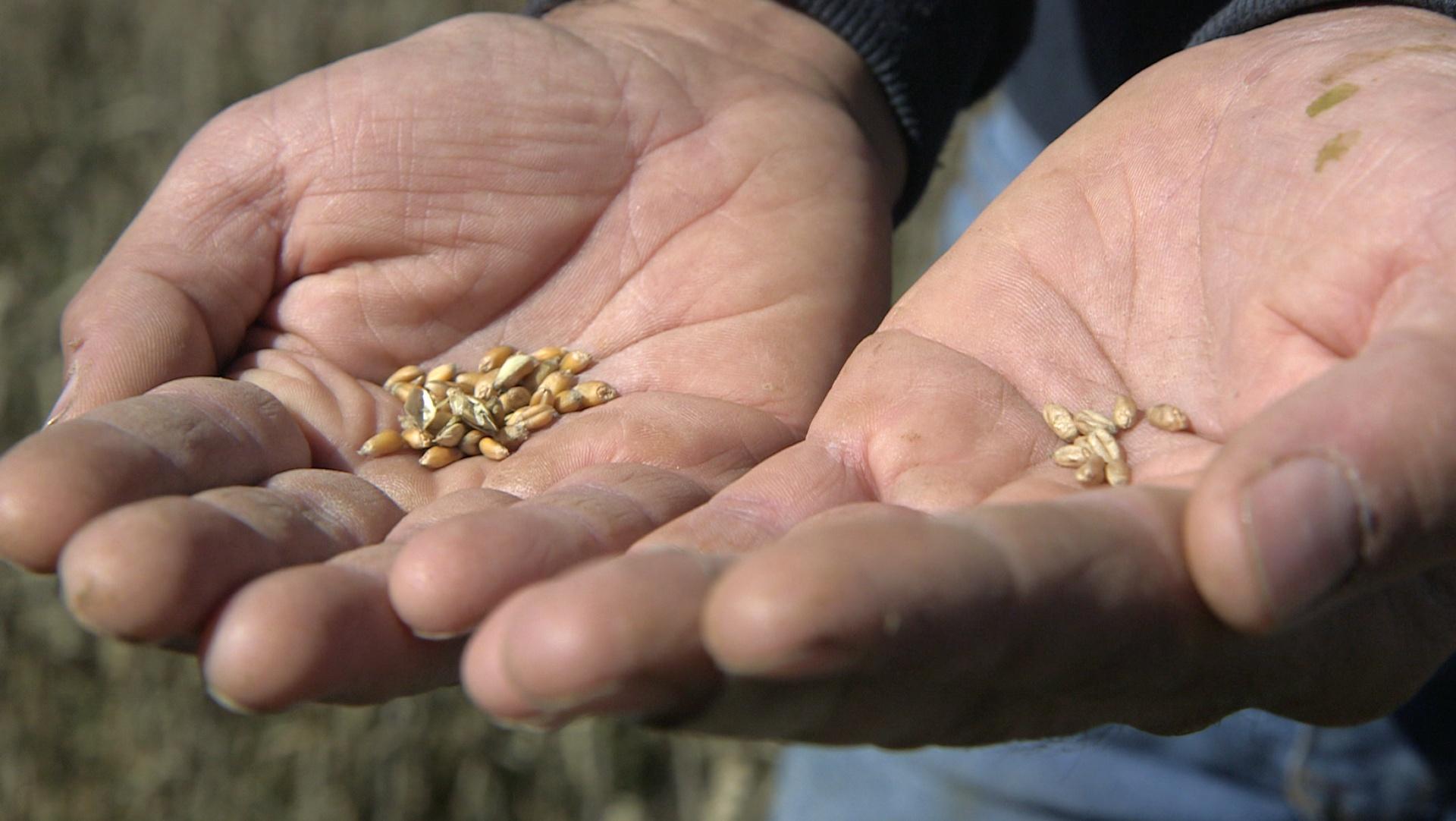 Sébastien Neveux holding grains of wheat