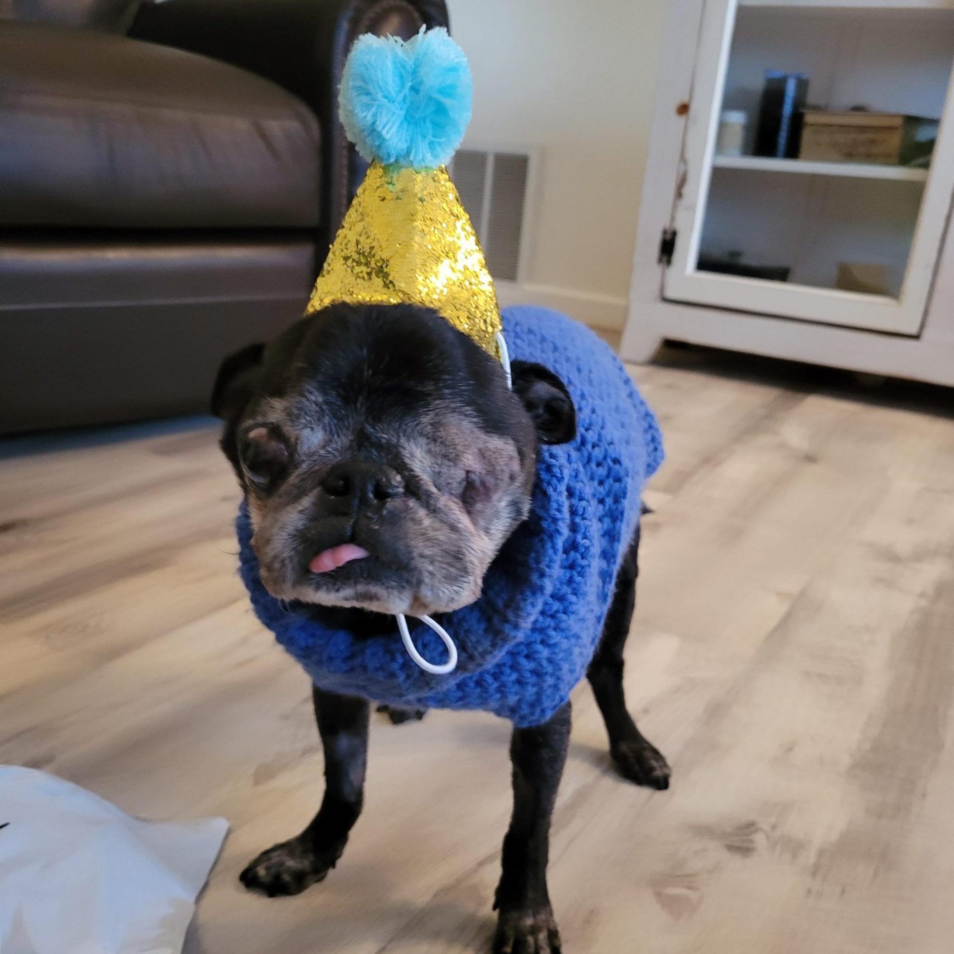 Rome, a pug with one eye and wearing a hat