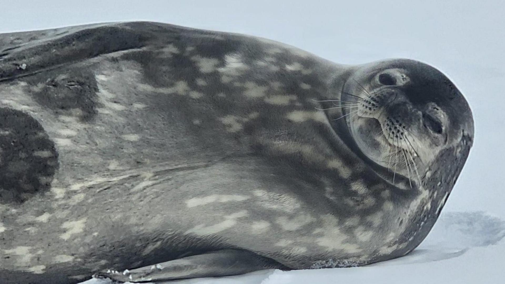 A grey seal lying on its side on the snow.