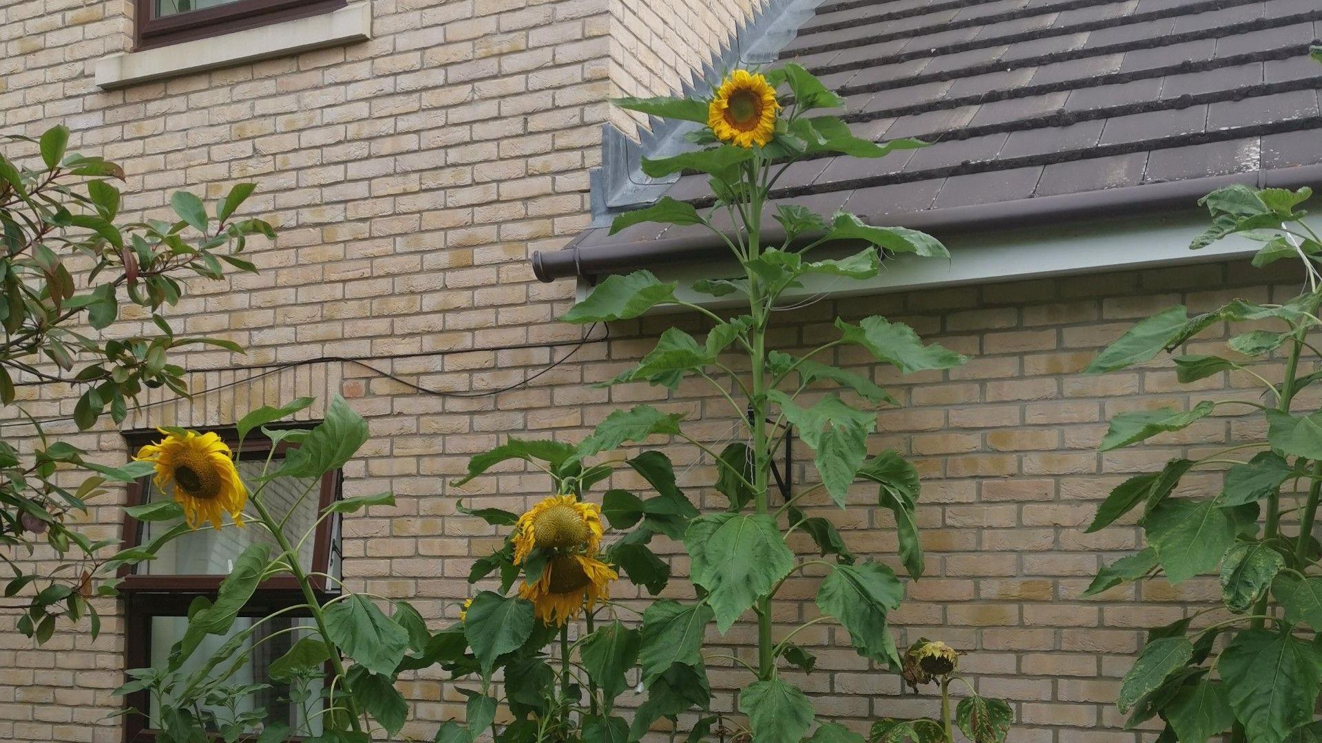 A large sunflower with yellow head and green stalk and leaves stands well above three or four other sunflowers beside a building, the tall one goes beyond the guttering of the Fairhaven care home in Soham.