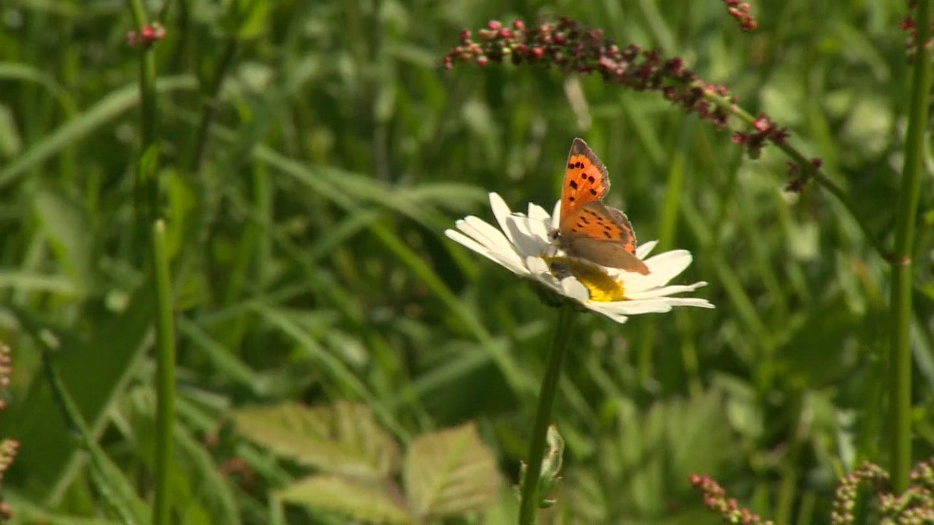 A butterfly on a flower