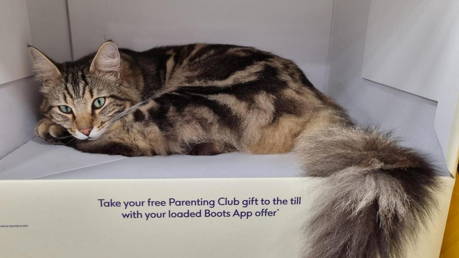 Fluffy tabby cat sitting inside a white cardboard box