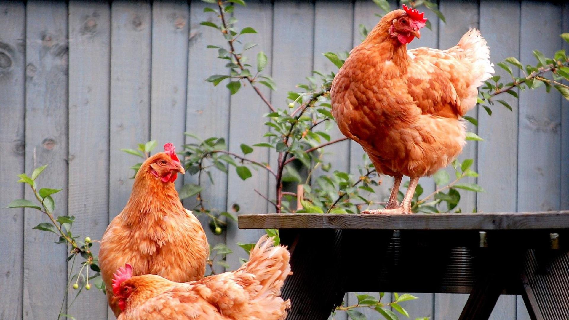 Three brown hens perched on a wooden garden table. One is on the tabletop and two are on the seat. A grey fence is in the background.