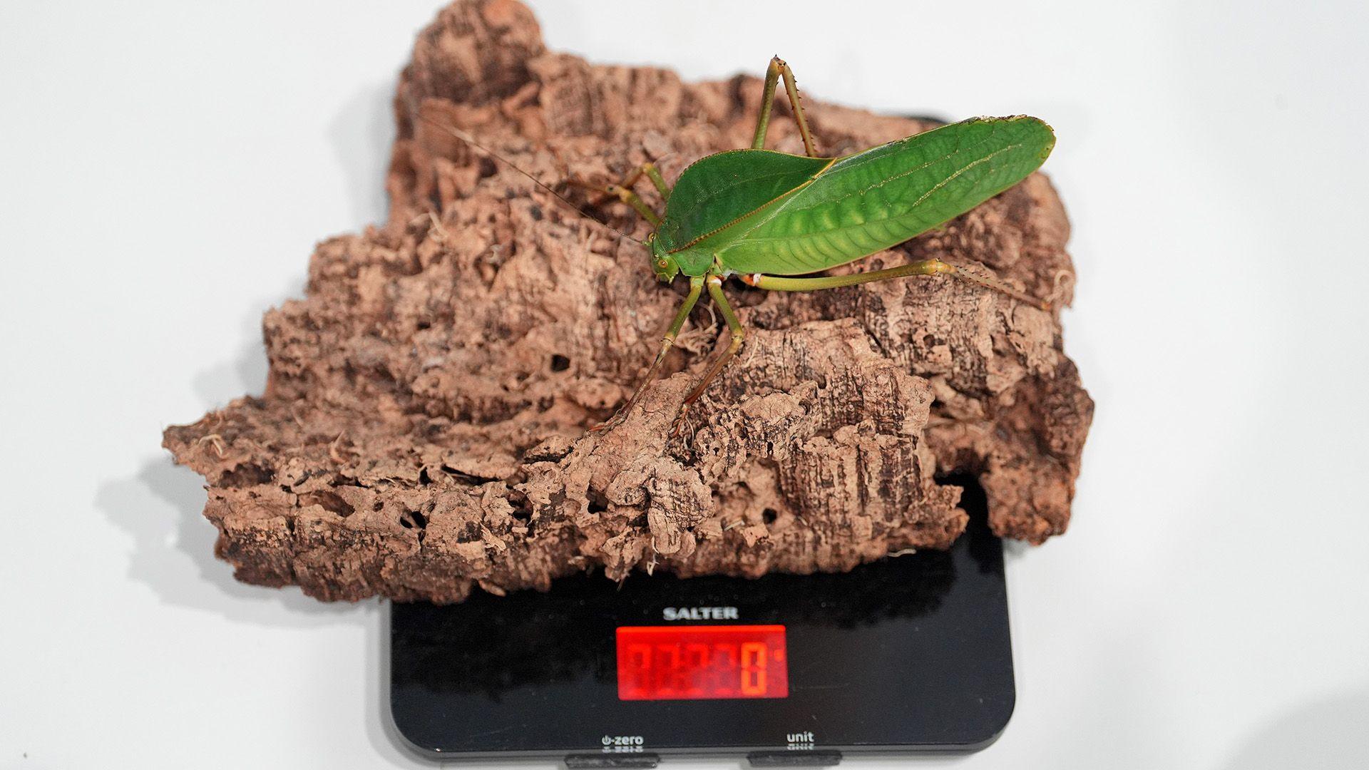 A katydid is weighed on a small kitchen scale.