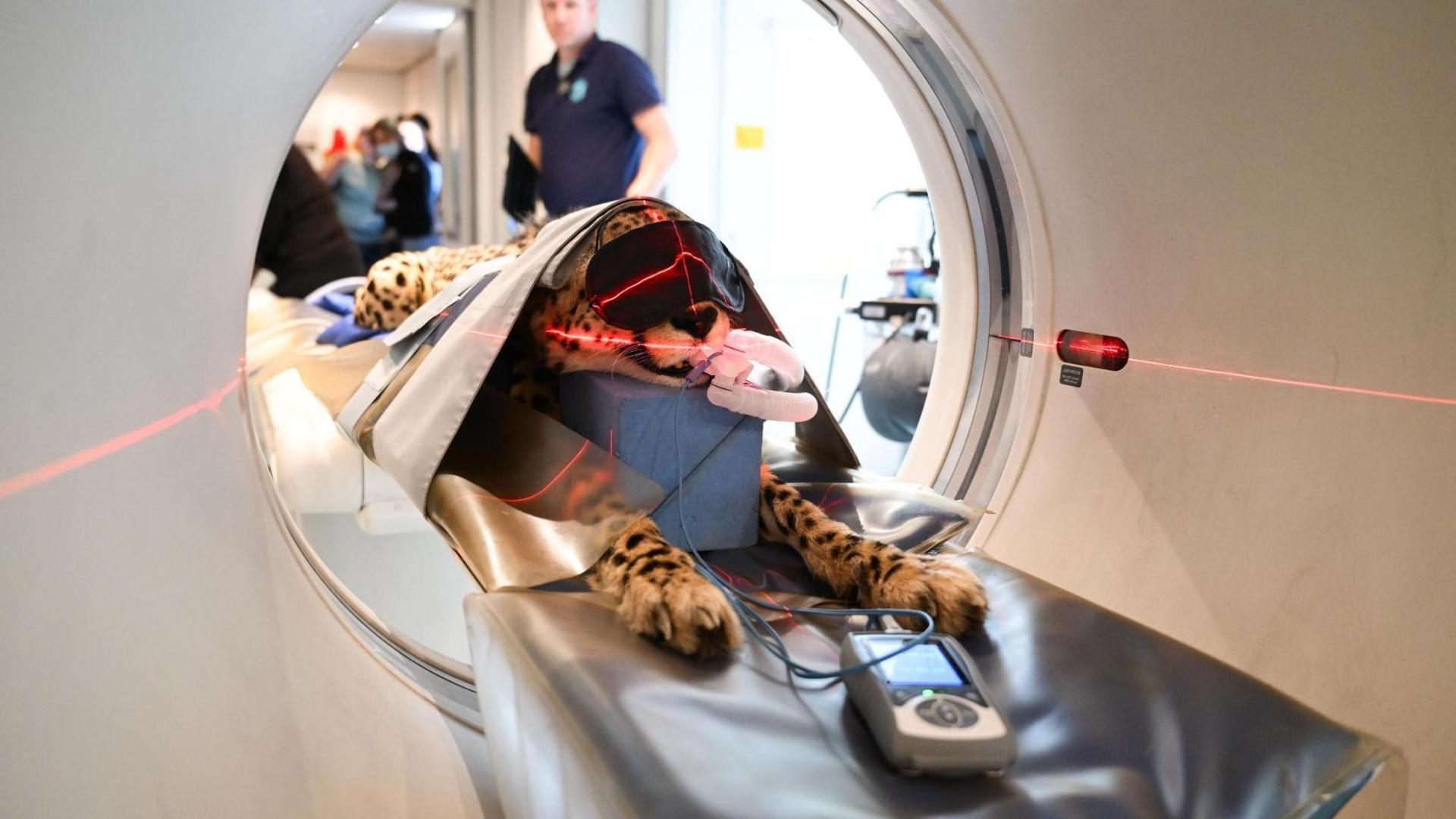 A cheetah with black spots inside a CT scan machine. The cheetah is sedated on a stretcher with two plastic tubes in its mouth and straps over its head and body, and it is wearing a blindfold. Red laser lights are shining on the animal.