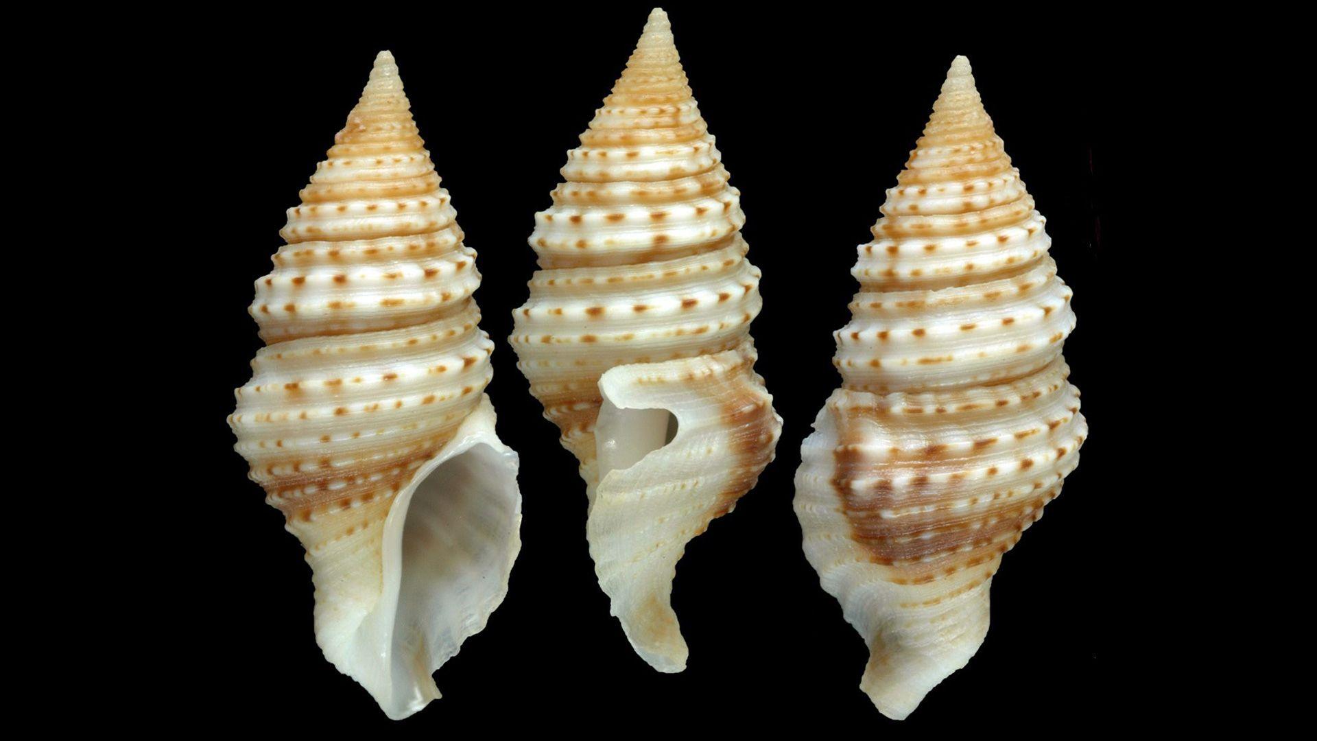 Three white shells with brown speckles 