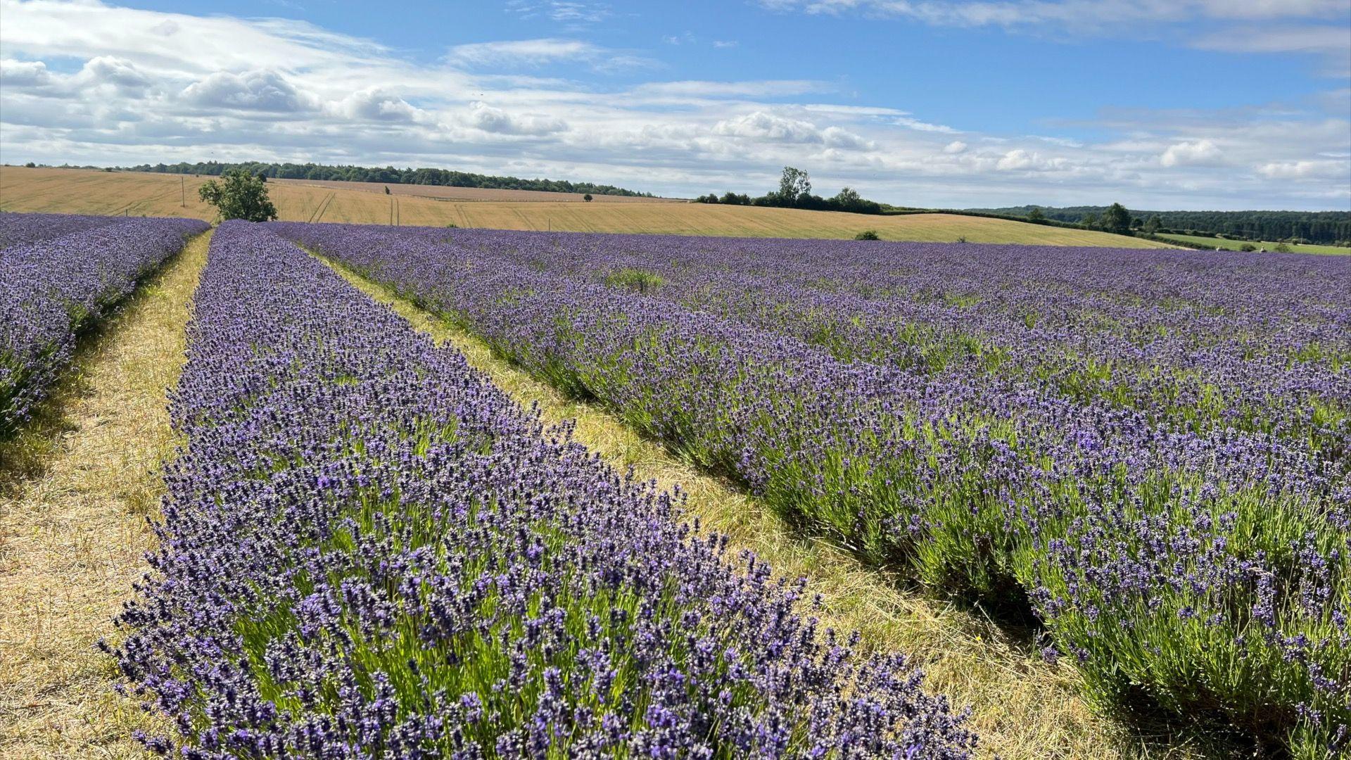 Rows of lavender in the field.