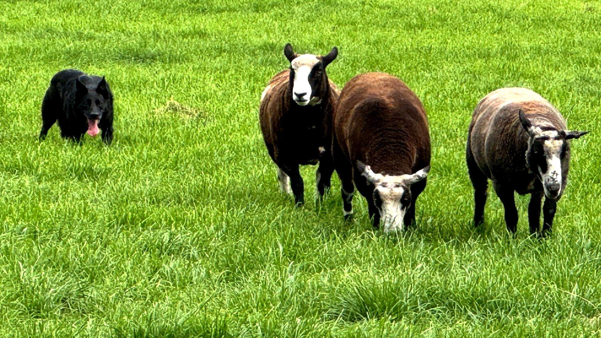 A black sheepdog, pacing behind three brown and cream sheep on grass