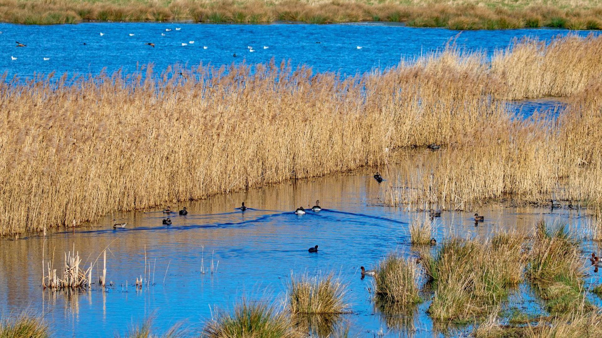 A wetland at Wicken Fen. It shows a lagoon of blue water which has golden-coloured reeds and rushes growing through it in the middle. There are various ducks on the water.
