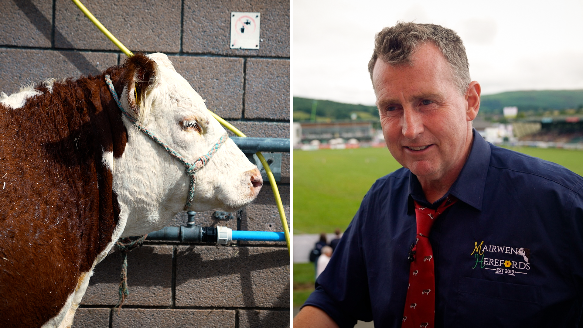 Nigel Owens a'r fuwch