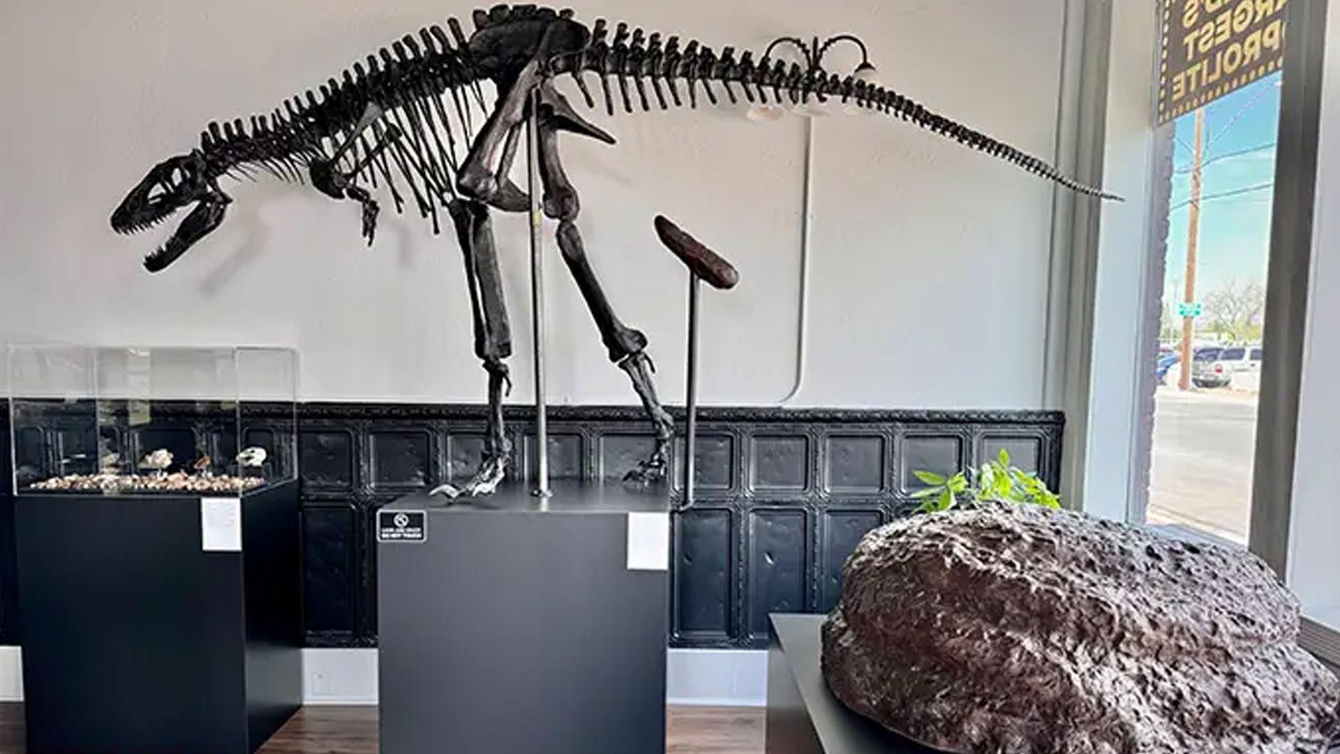 A dinosaur skeleton and fossils of poo inside a museum