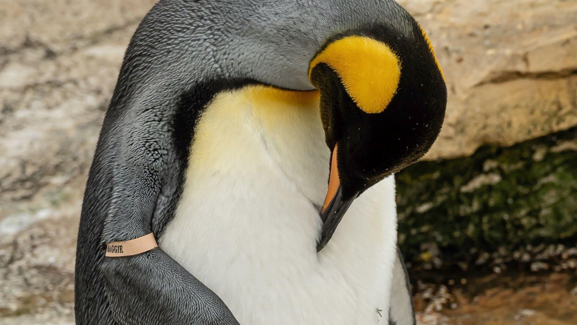 A Penguin looking down with a tag on its arm. He is called Magnus and lives at the Birdland Park and Gardens in Bourton-on-the-Water in Gloucestershire.