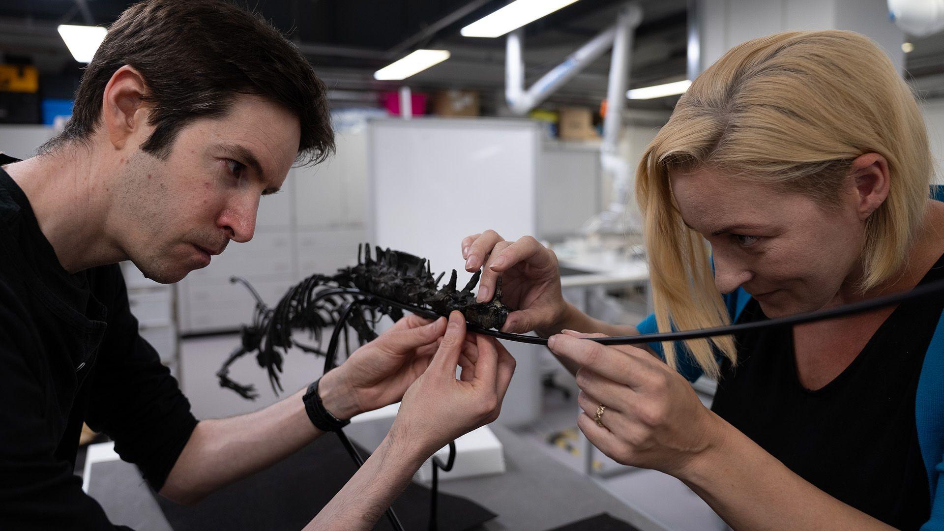 A man (left) and a woman (right) lean over a white table in a labratory, with the dinosaur bones being mounted onto a thin metal frame. Small pieces of black bone protrude from the frame.