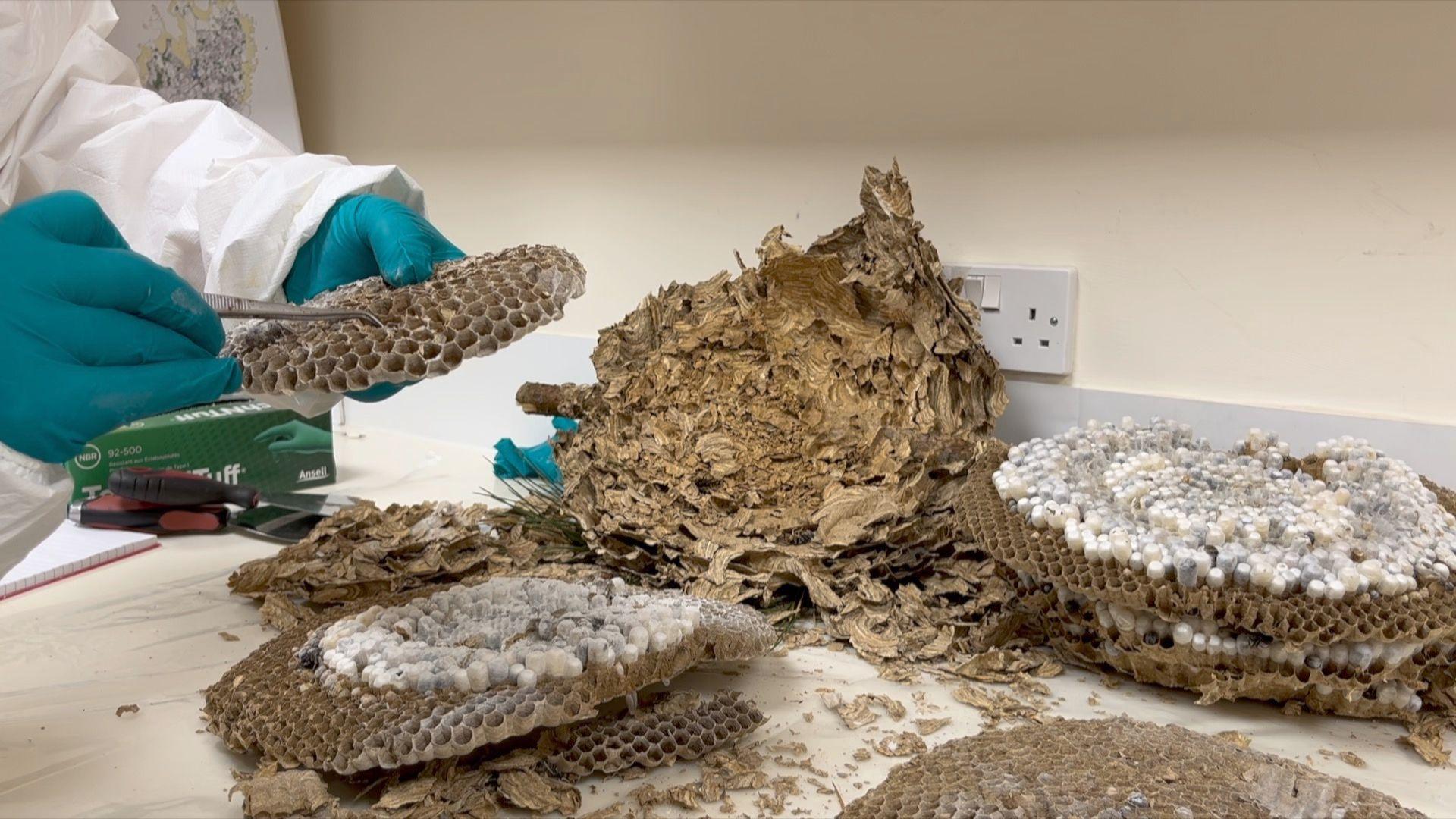 The layers of opened nest have been taken apart and are resting on a work bench.