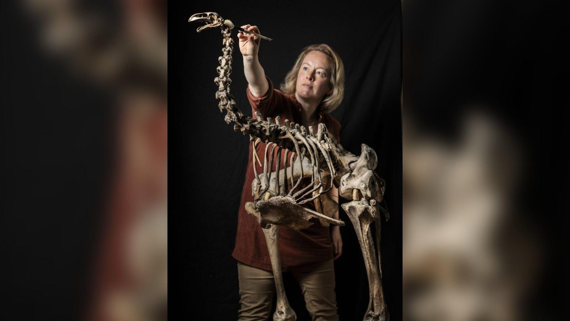 The skeleton of a large standing bird. Stood behind the bird is a woman with blonde hair who is wearing a brown shirt and beige trousers. She has a small brush in her hand and is reaching up to clean the bird's head. 