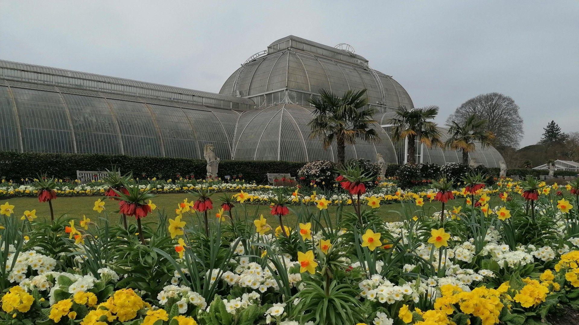 Spring flowers and bulbs in front of the glasshouse at Kew Gardens.