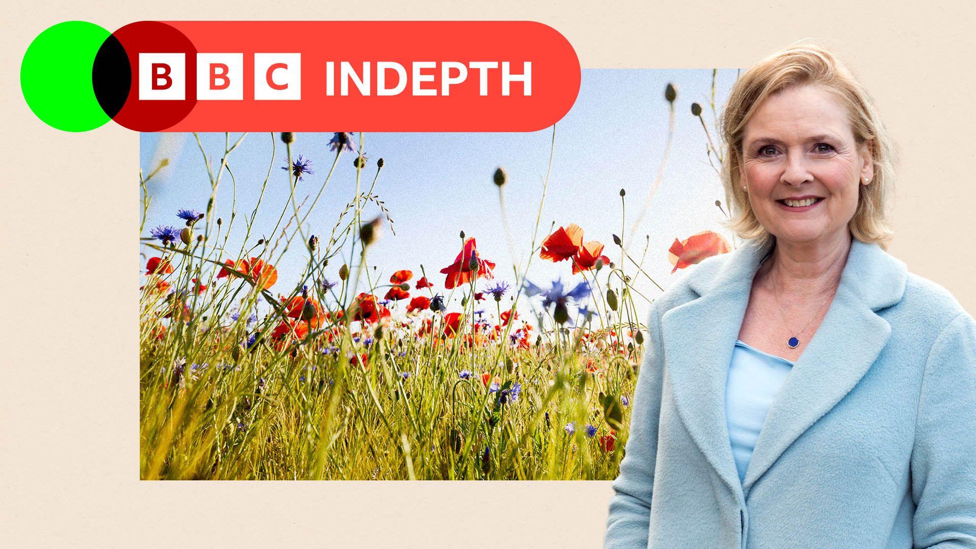Poppies and cornflowers at agricultural field against sun and blue sky, with an image of Martha to the side