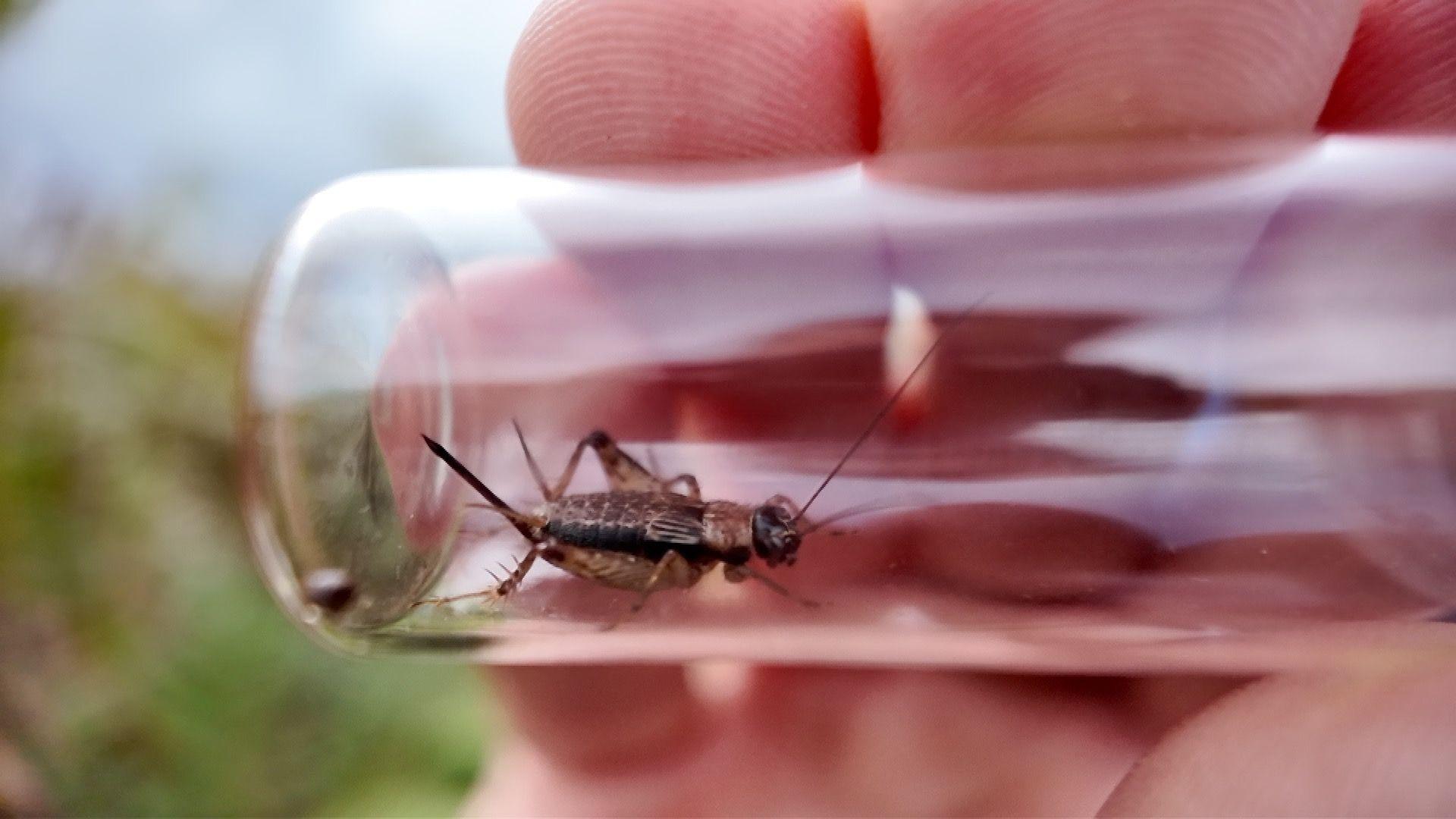 A hand holds up a test tube containing a brown bug with large eyes and long antenna