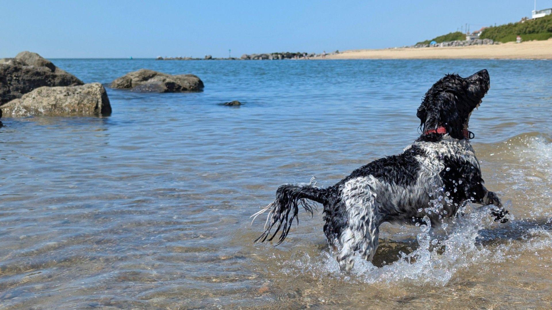 A dog playing in water at Holland-on-Sea in Essex