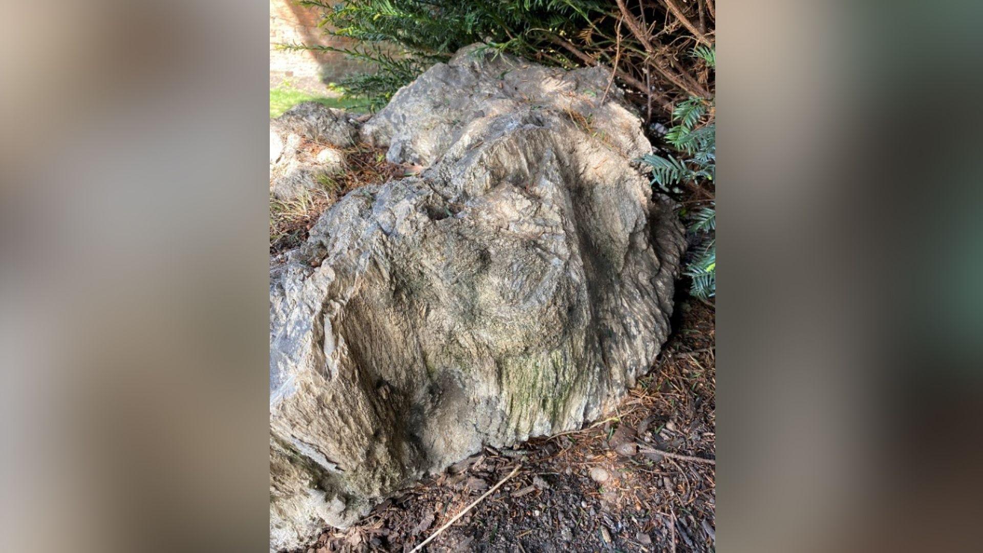 A fossilised tree stump in Markeaton Park, Derby