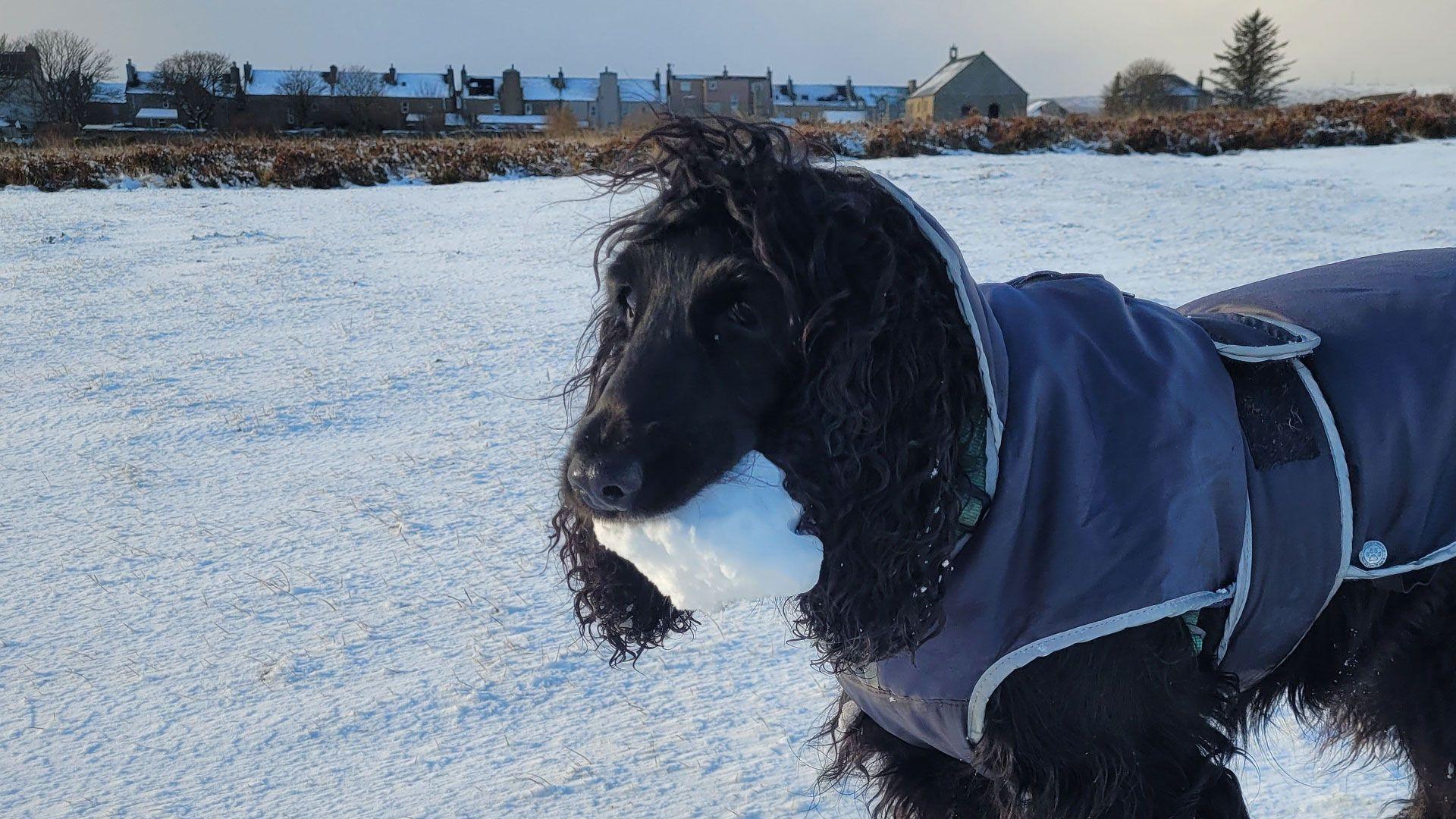 A dog with a snowball in its mouth, walking on a snowy field