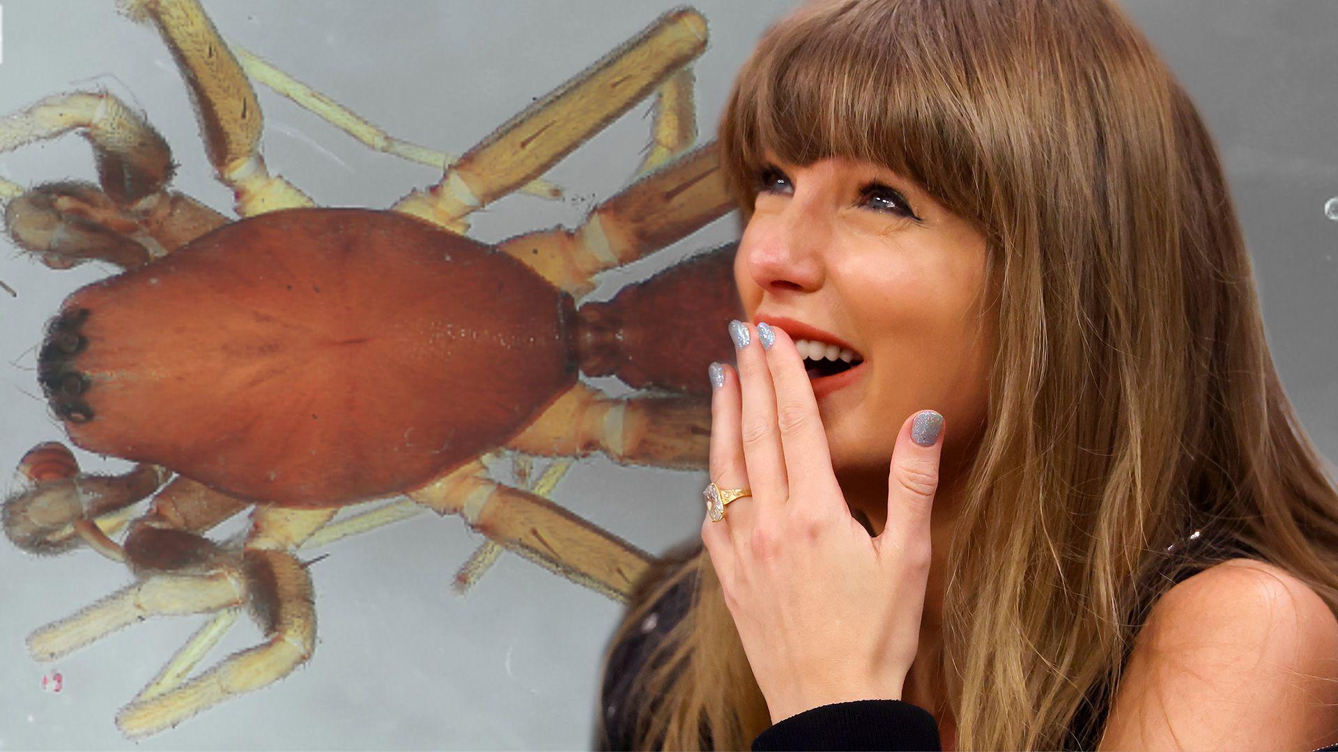 A combined image of a tiny spider with a photograph of Taylor Swift