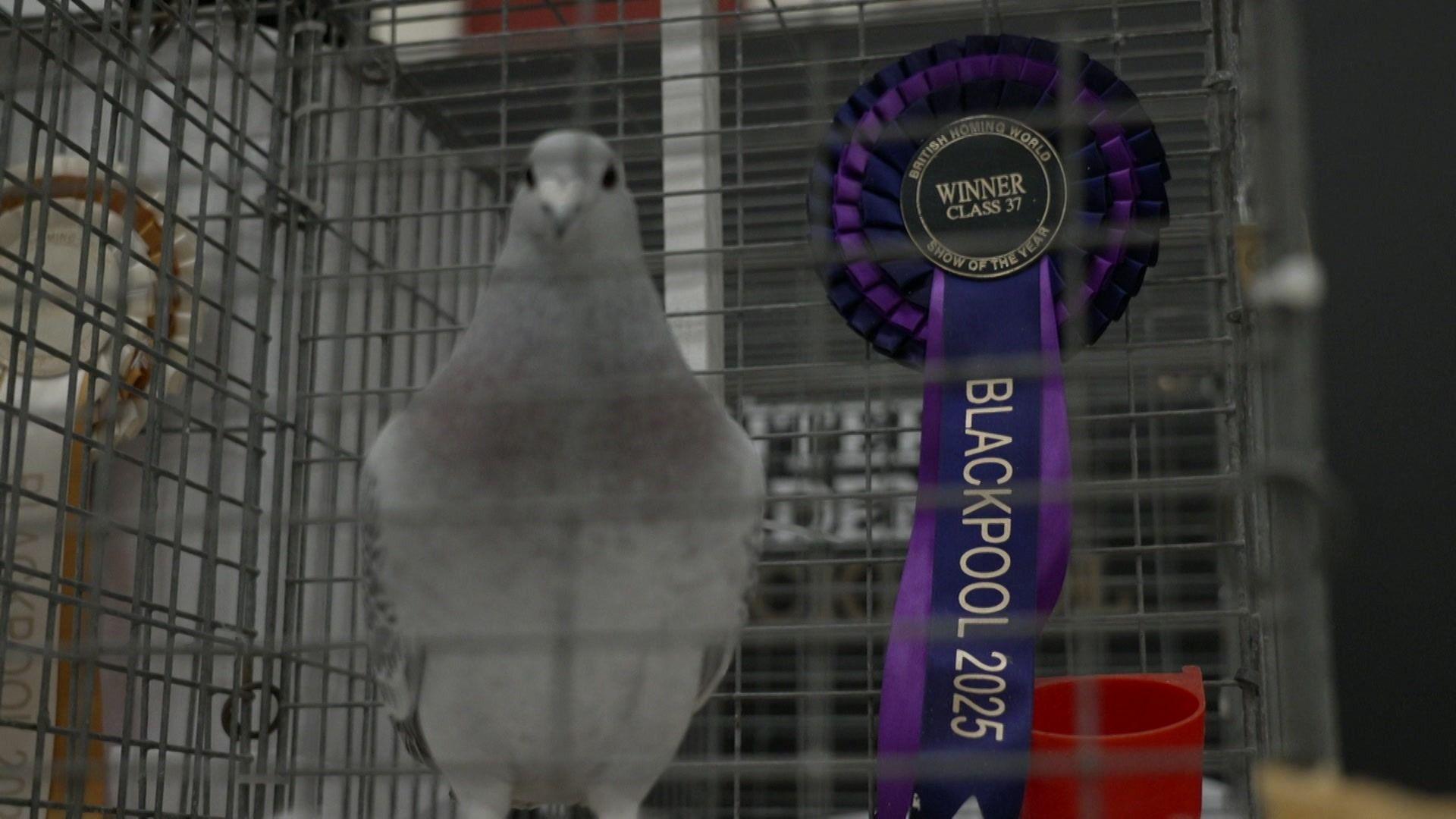 A white pigeon in a cage next to a purple rosette which reads 'Winner Class 37, Blackpool 2025'.