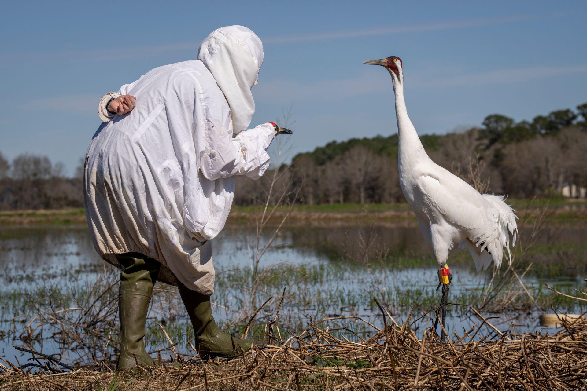 A disguised biologist, dressed in white, approaches a whooping crane in a misty wetland. The bird stands tall and alert, its bright red crown contrasting with the reeds.