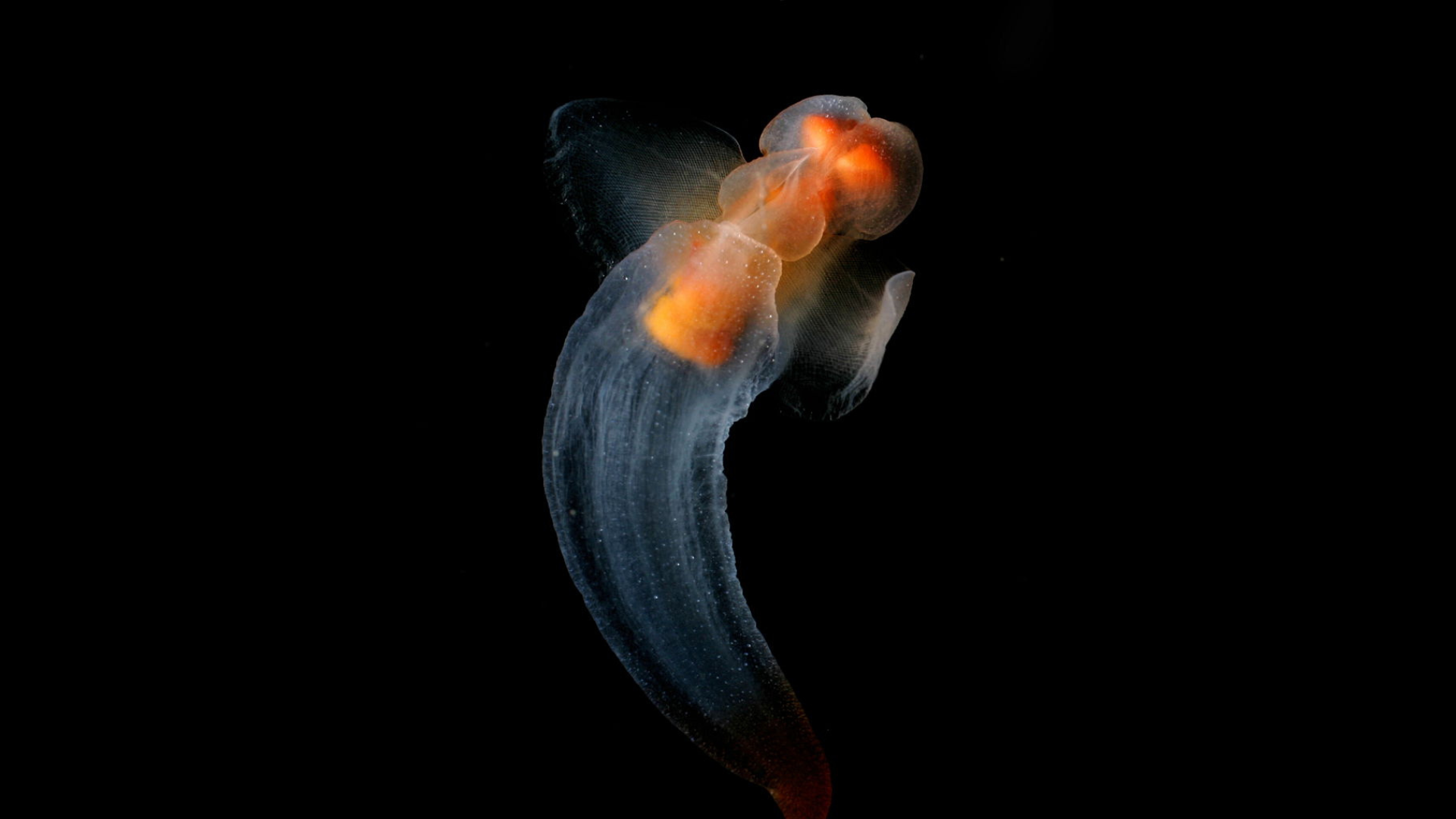 sea butterfly