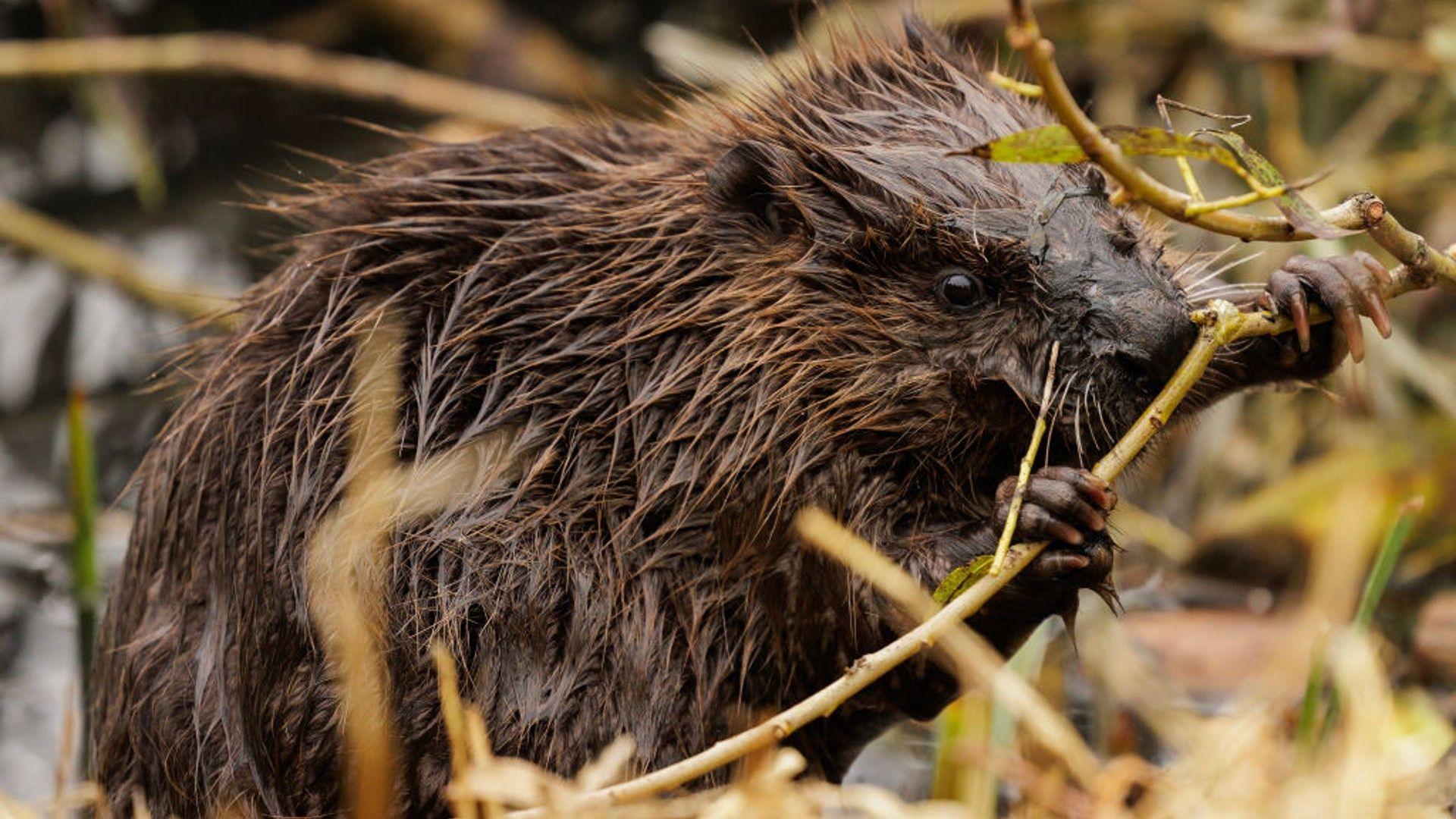 wet beaver. 