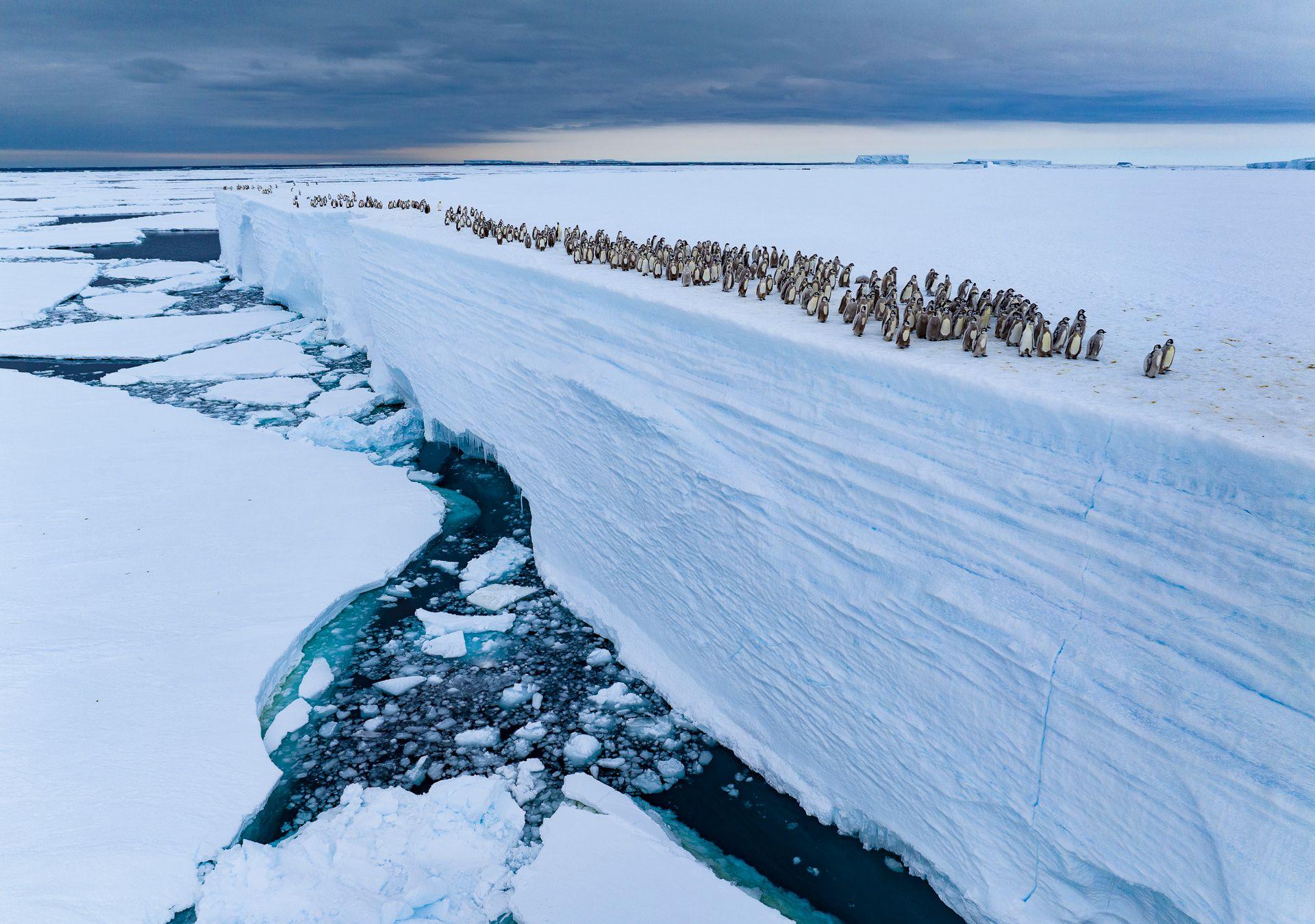 Emperor penguin chicks huddle at the edge of an ice shelf, preparing to leap into the freezing ocean below. The vast Antarctic backdrop behind them.